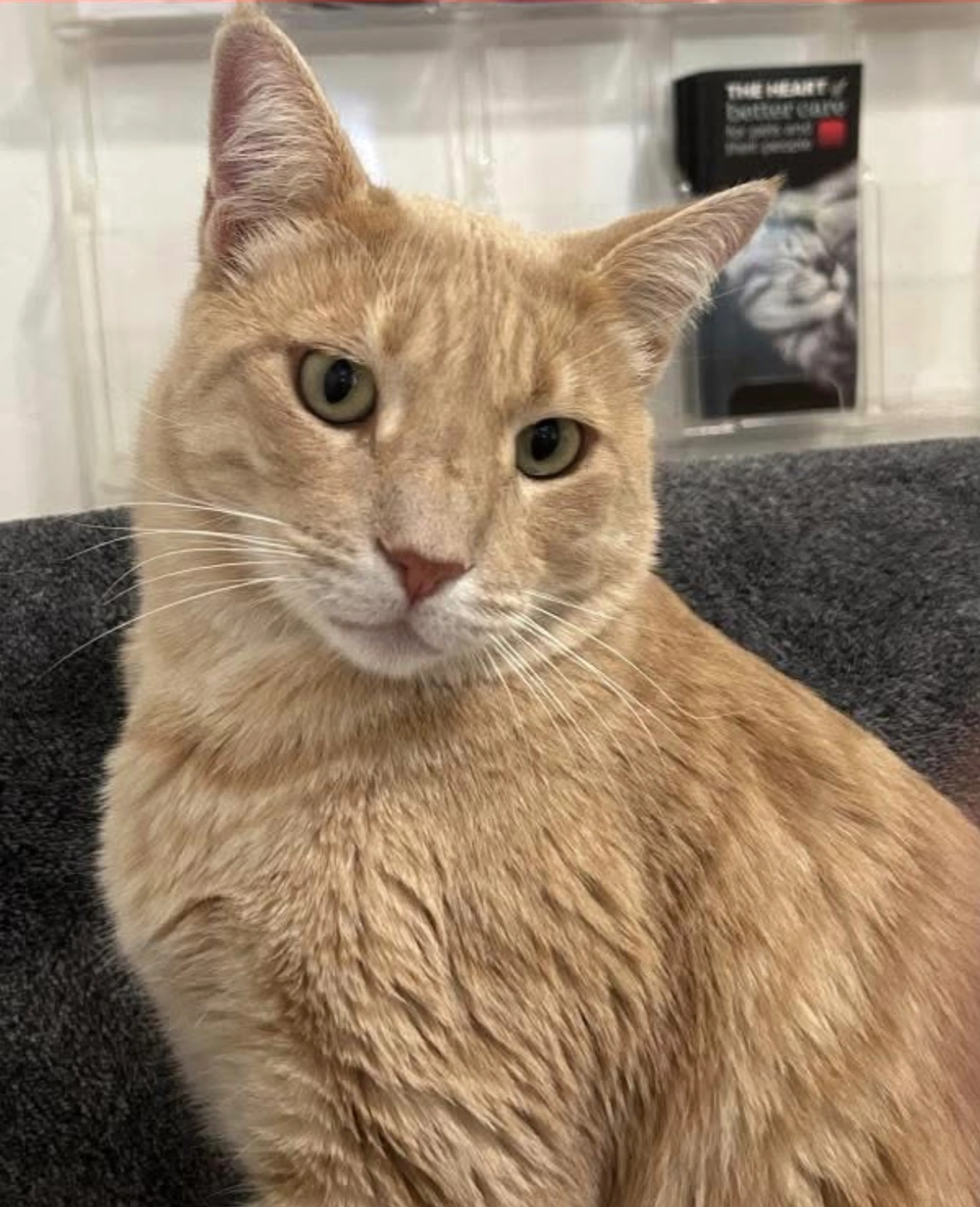 Lost pet