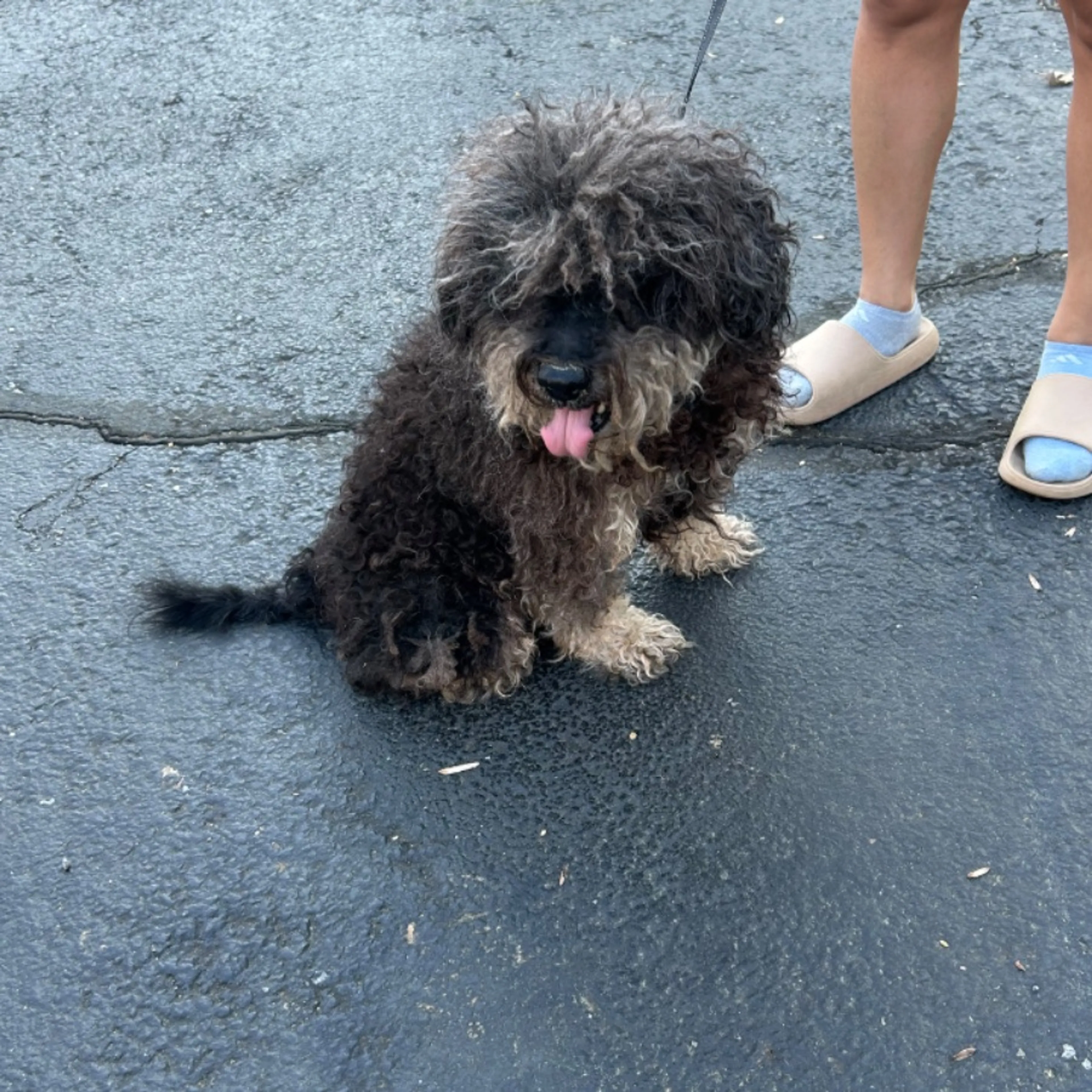 Lost pet