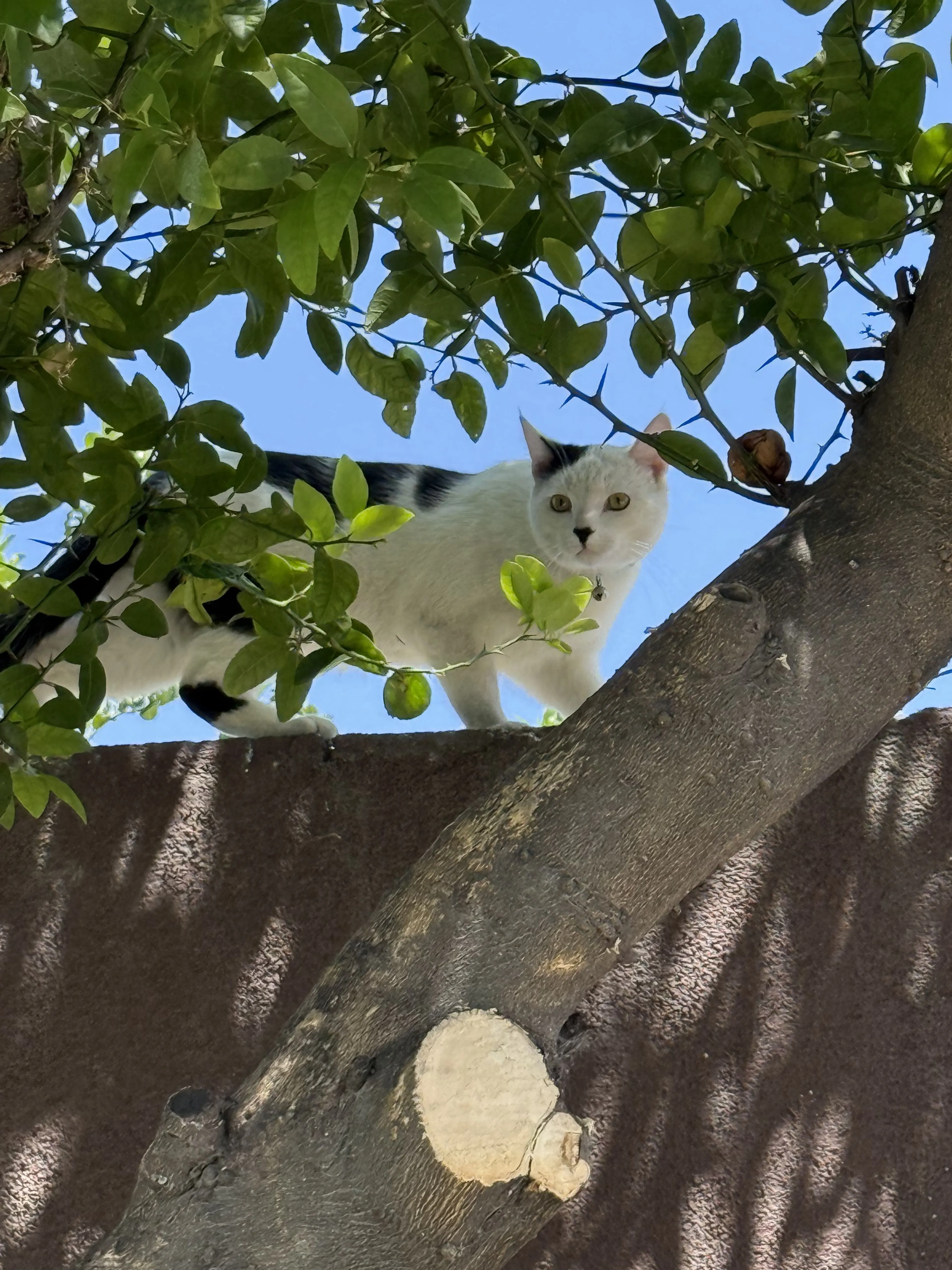 Lost pet