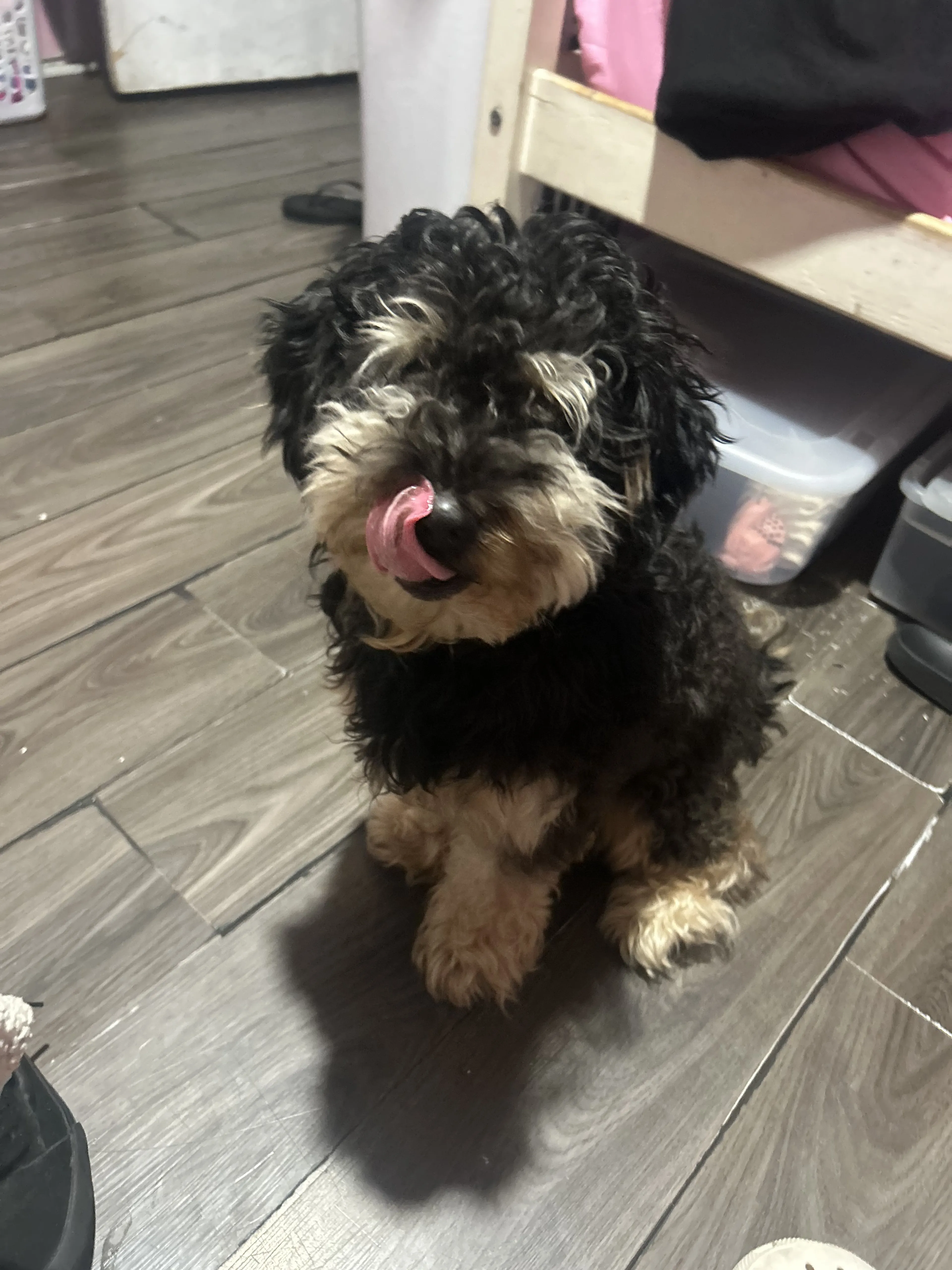 Lost pet