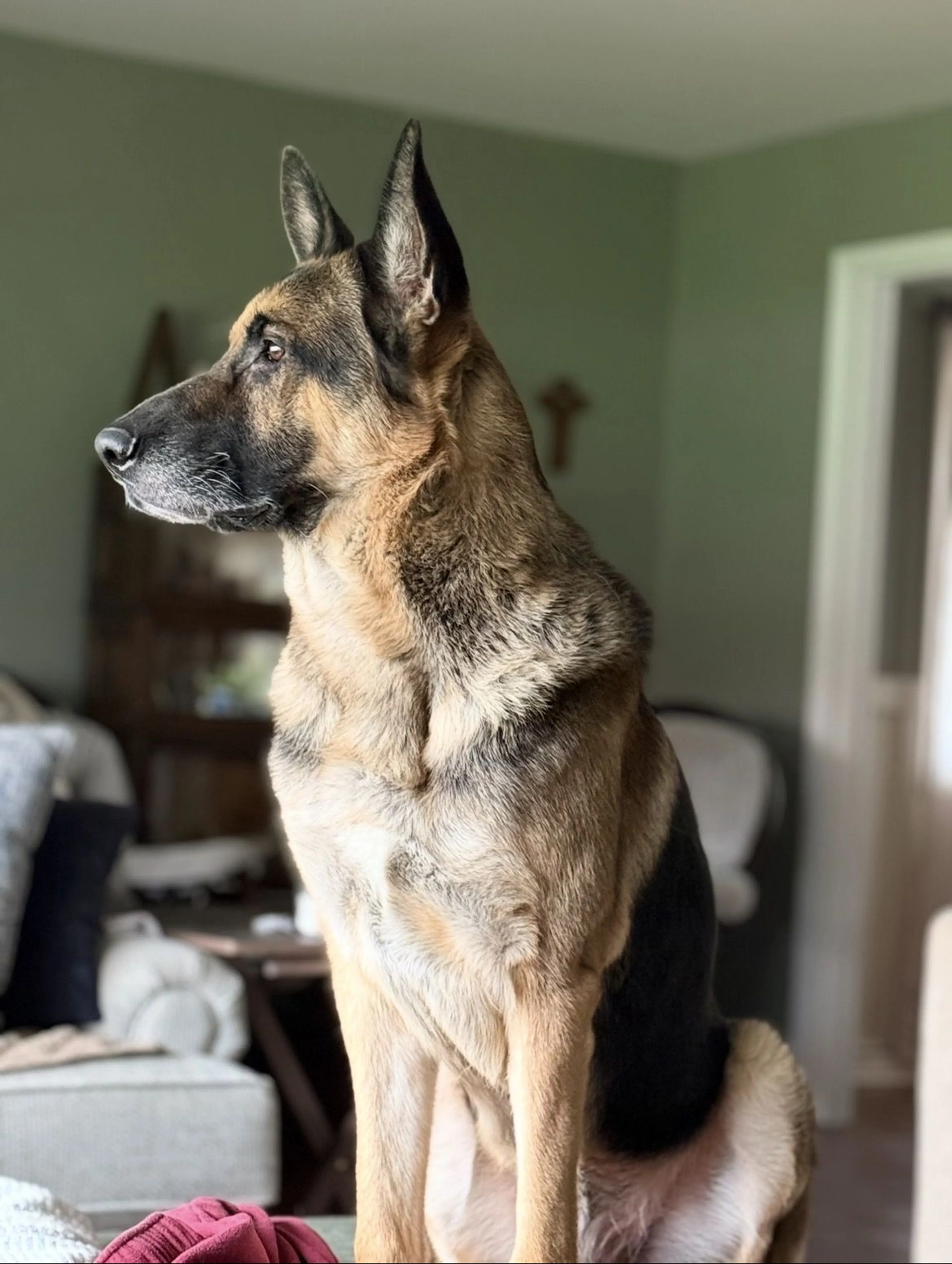 Lost pet-1