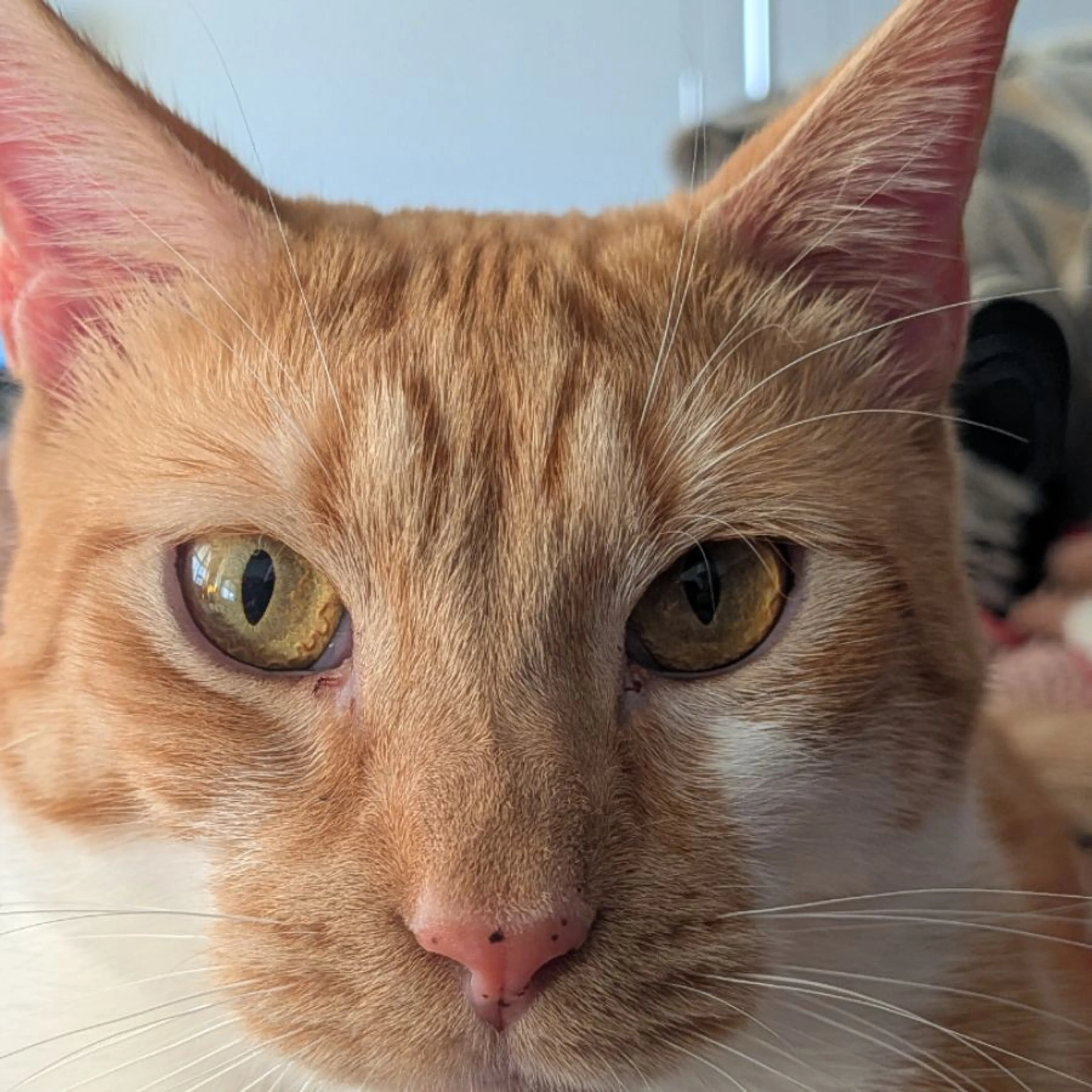 Lost pet