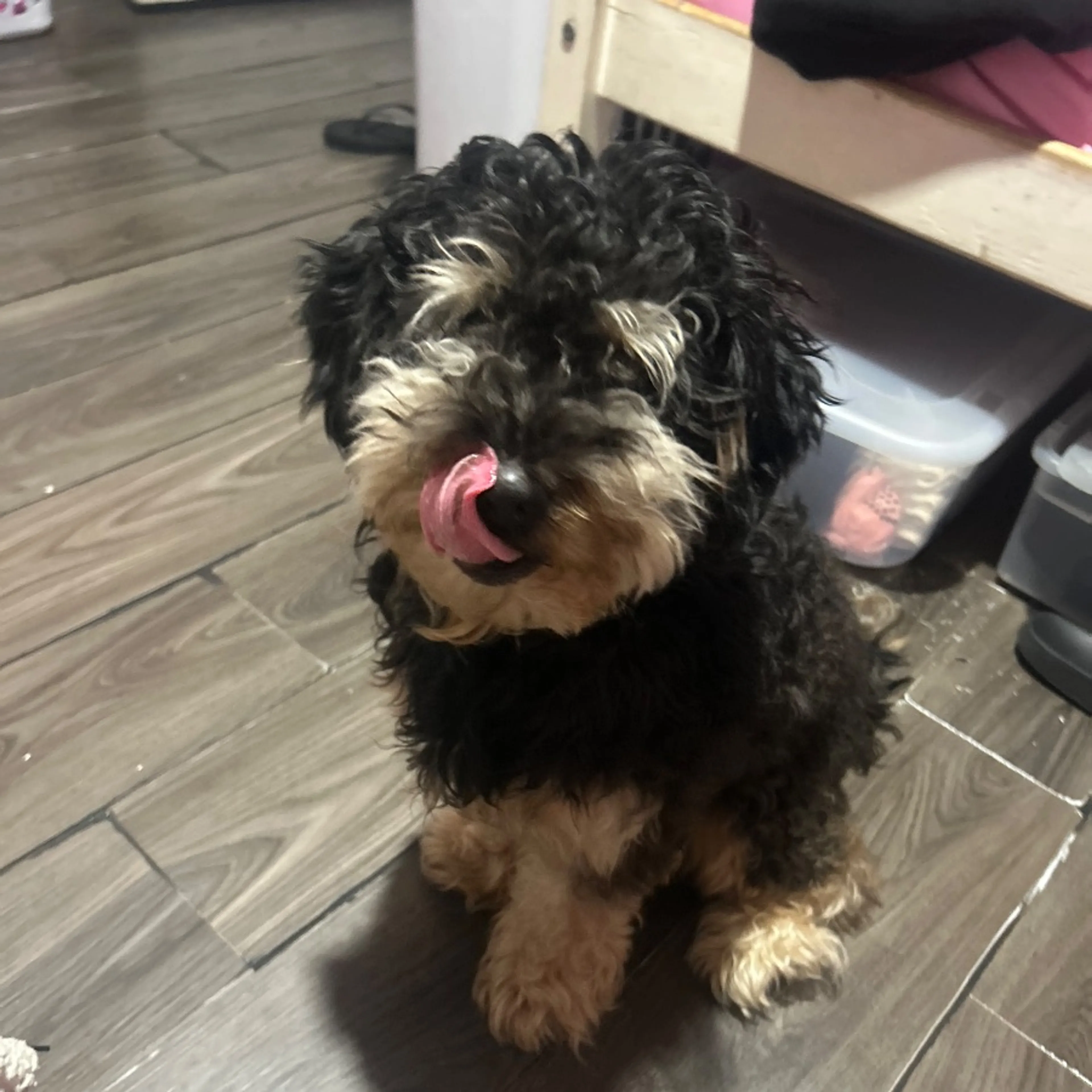 Lost pet