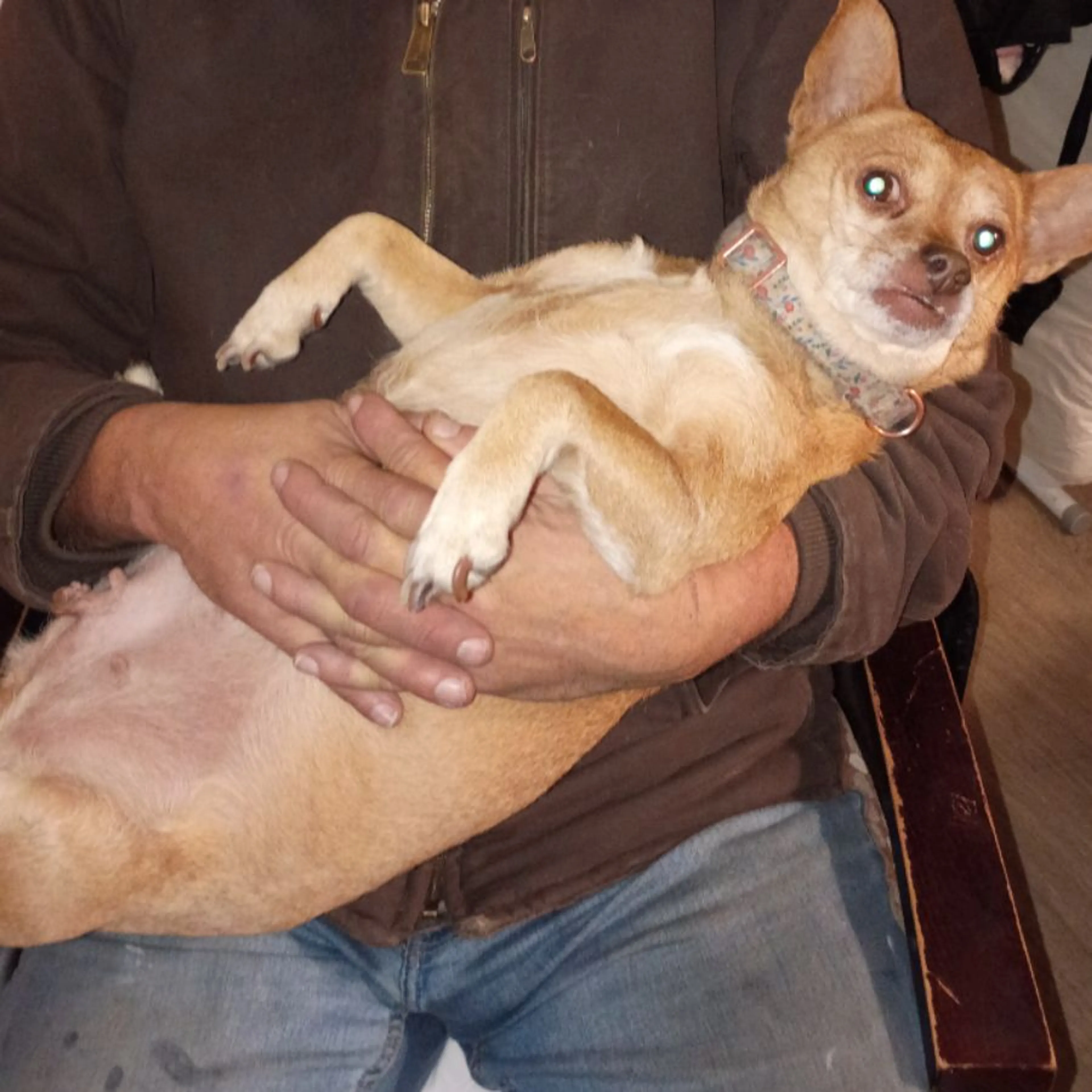 Lost pet-0