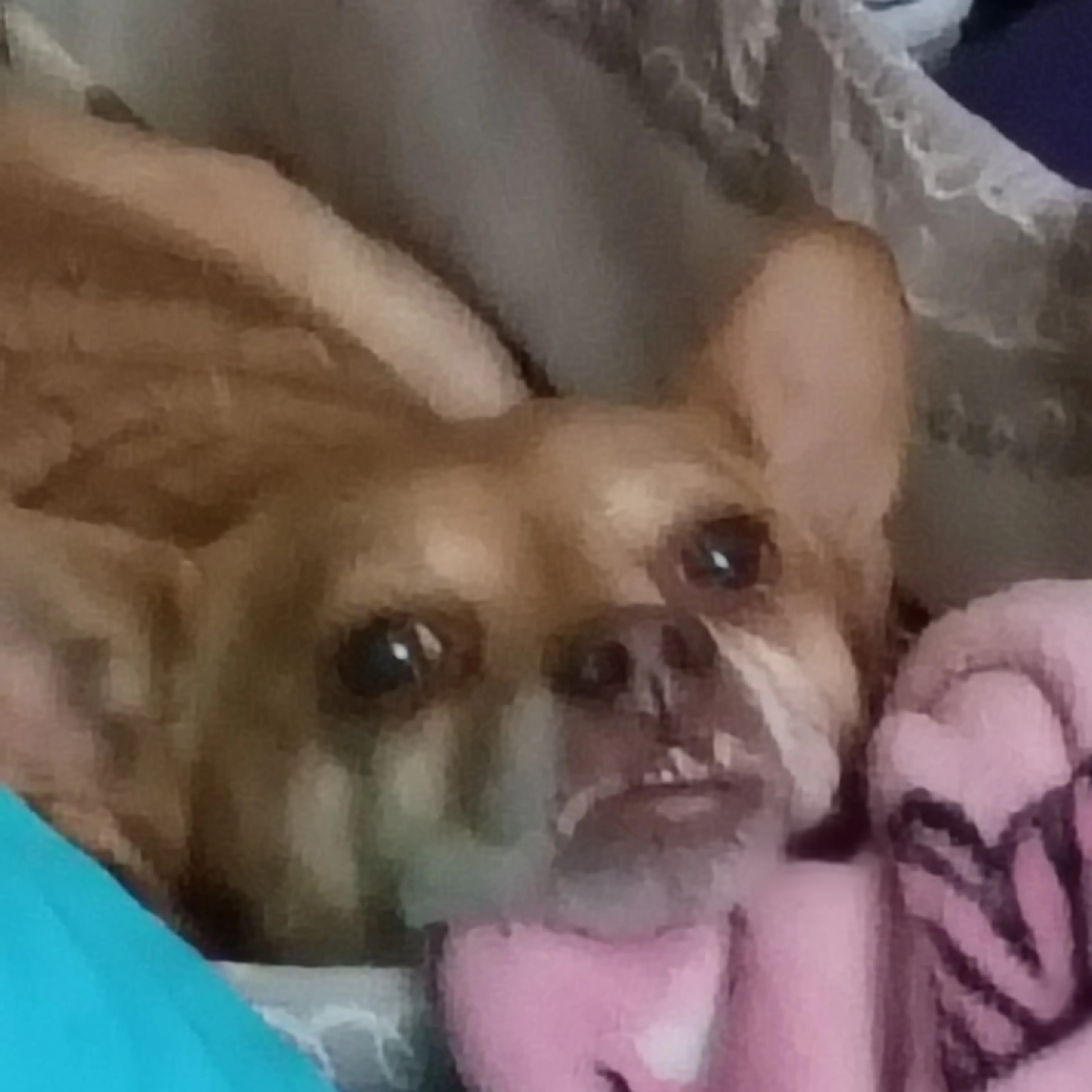 Lost pet-1