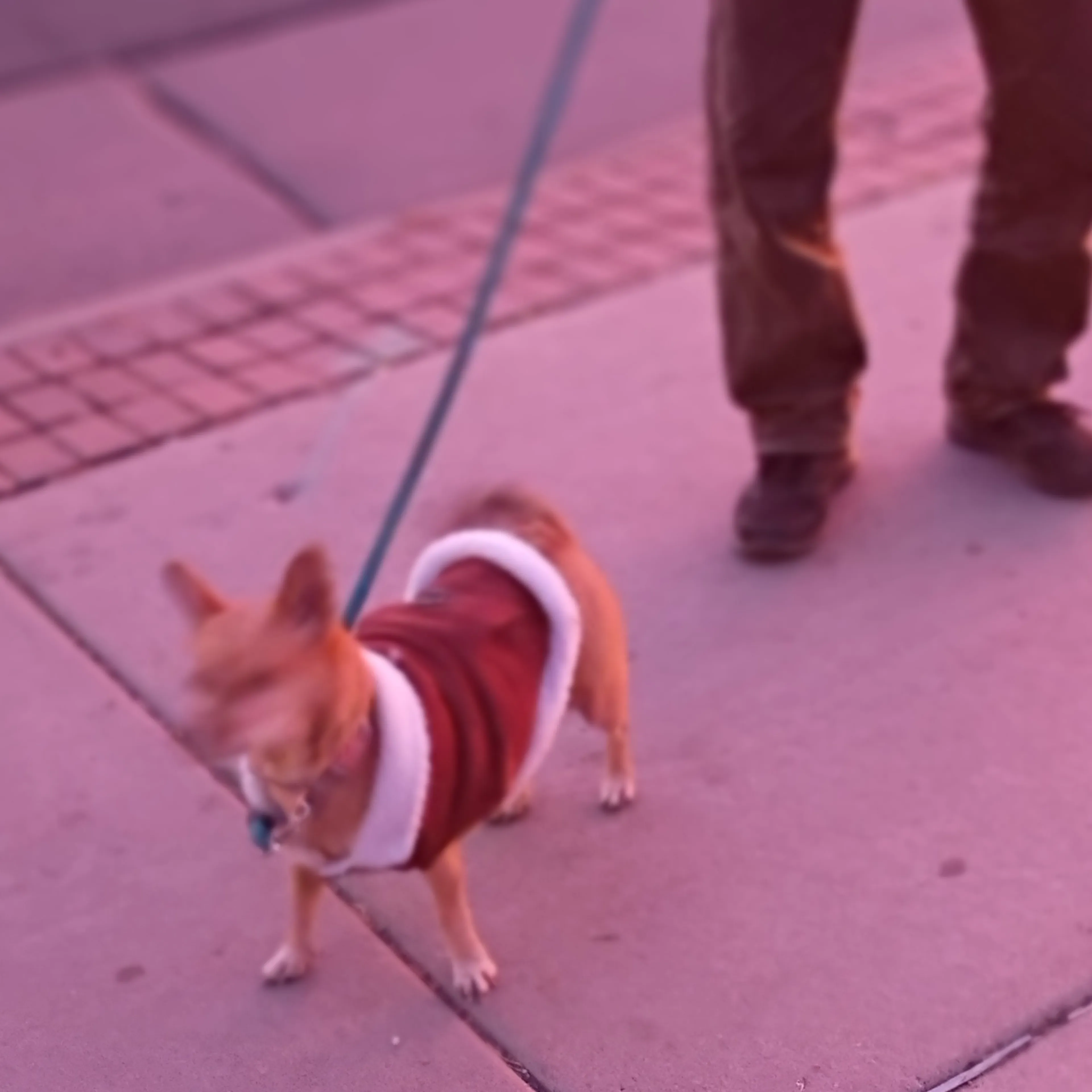 Lost pet-2