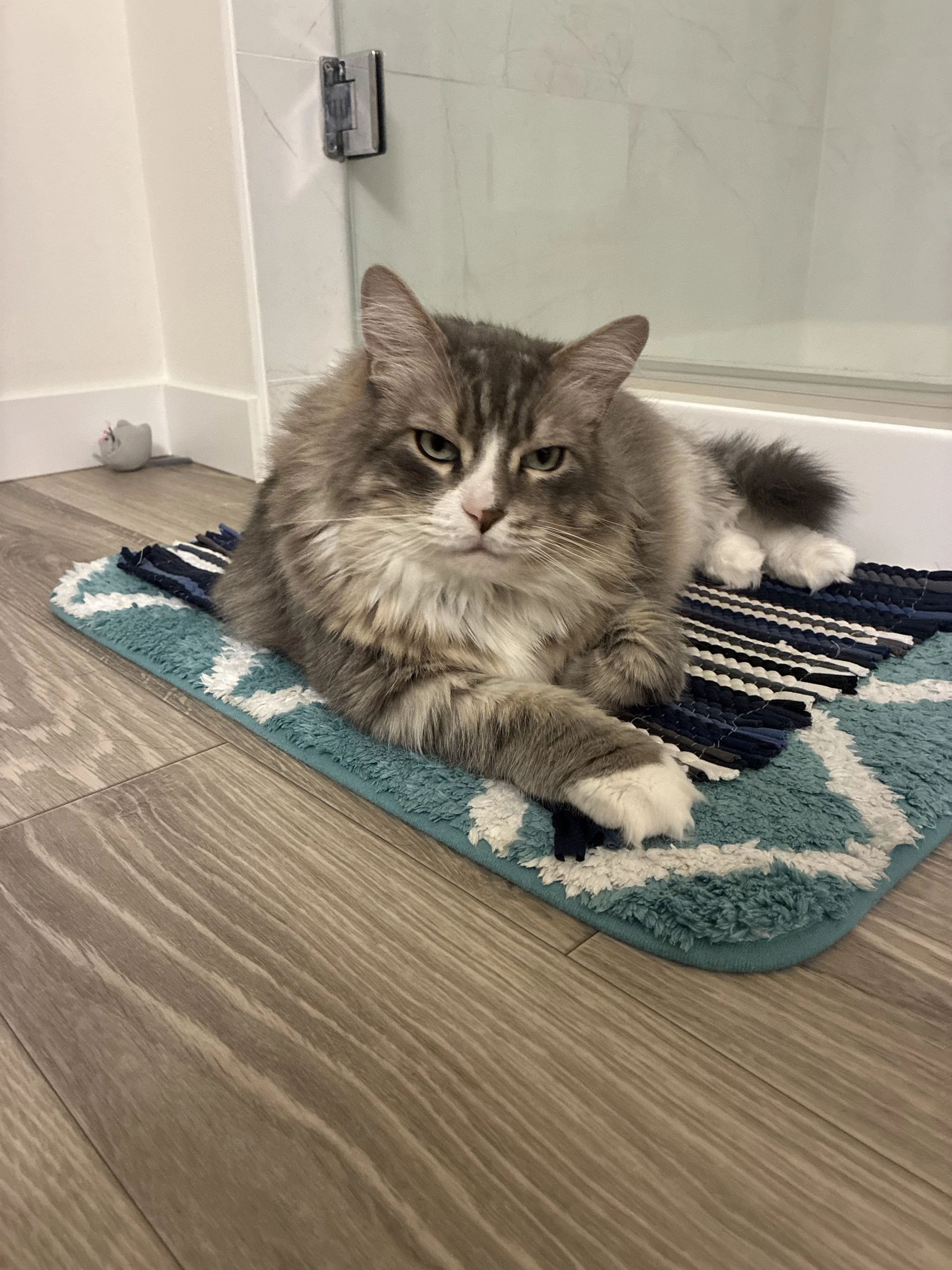 Lost pet