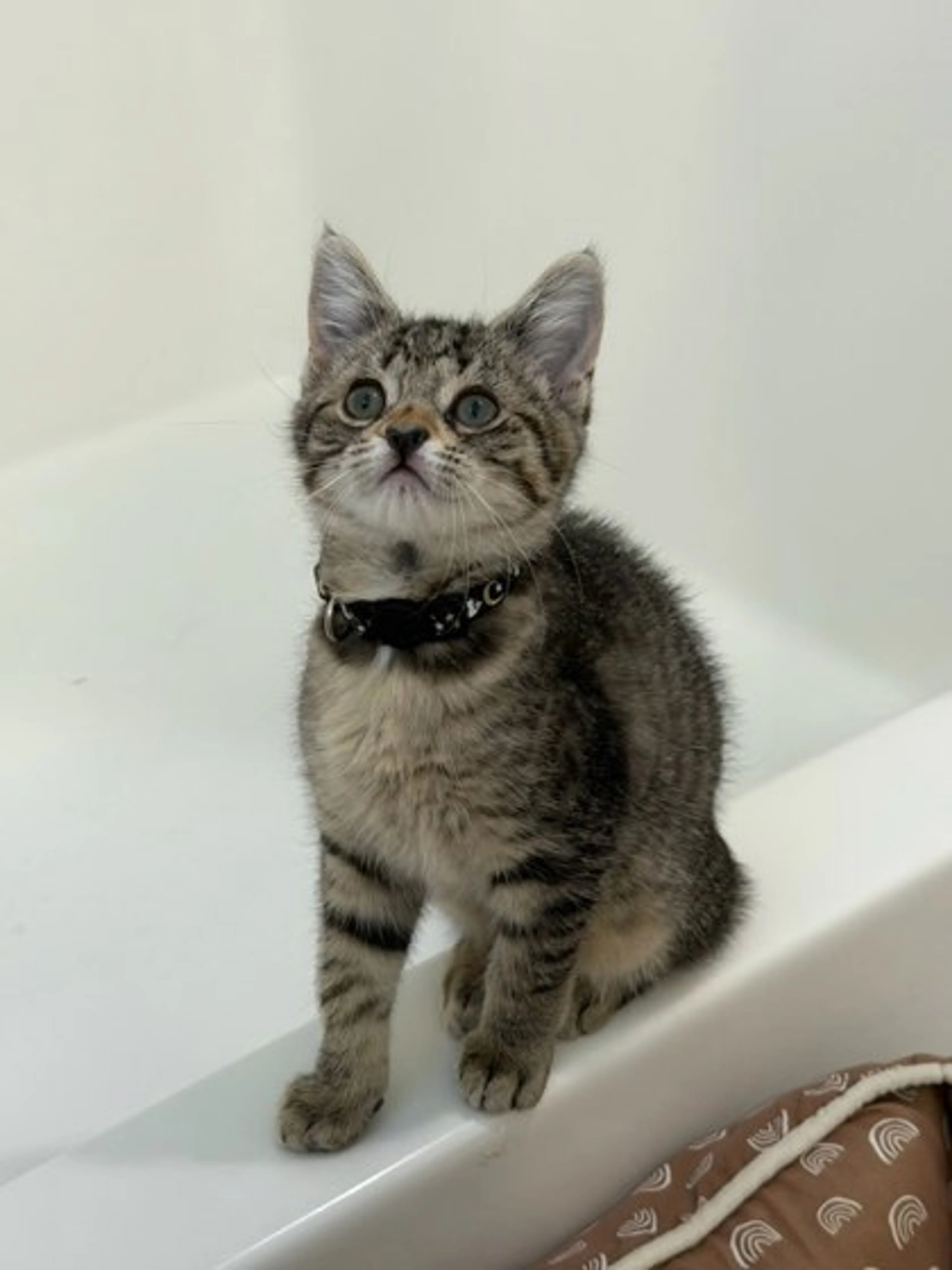Found pet-1