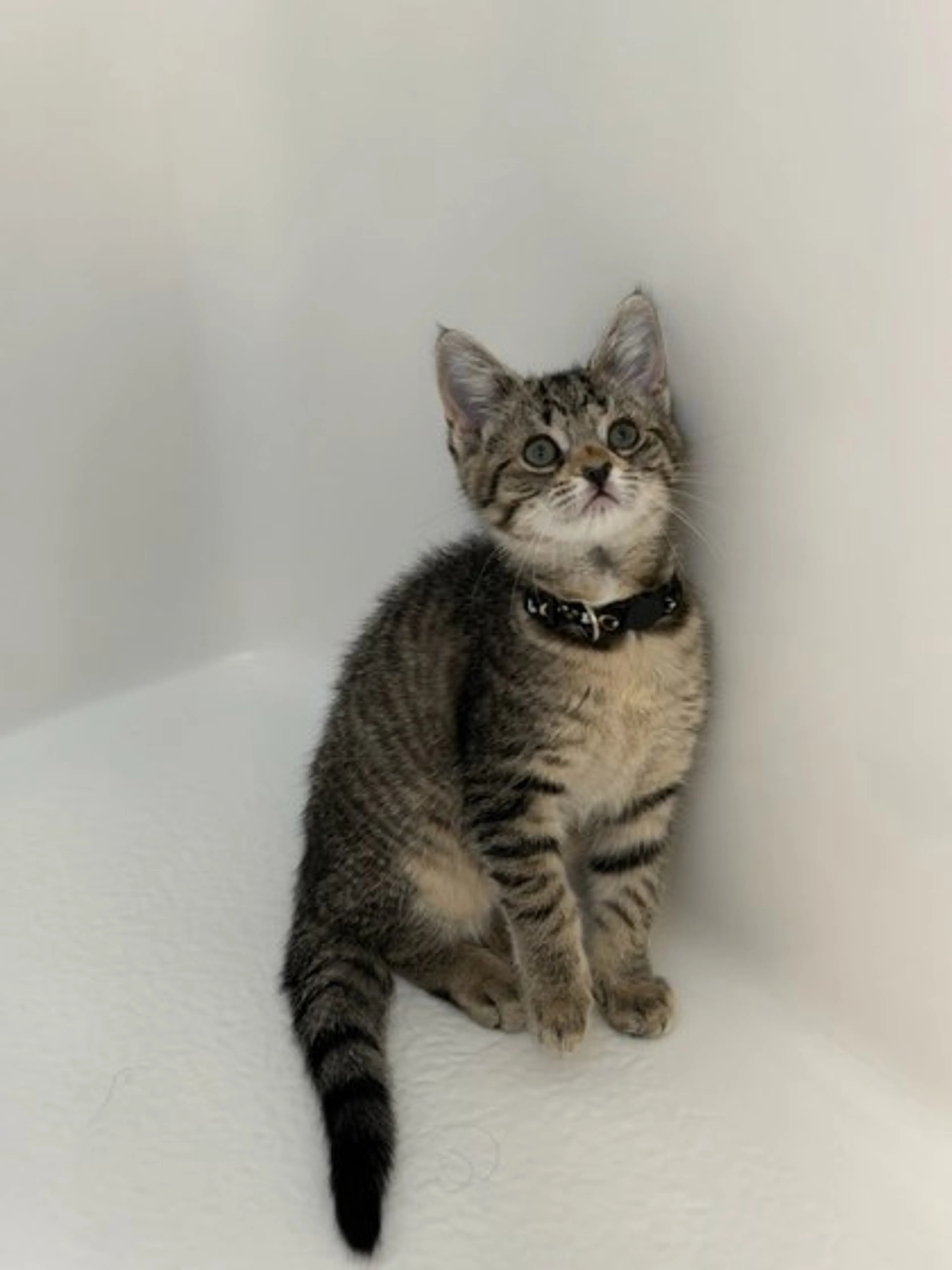 Found pet-2
