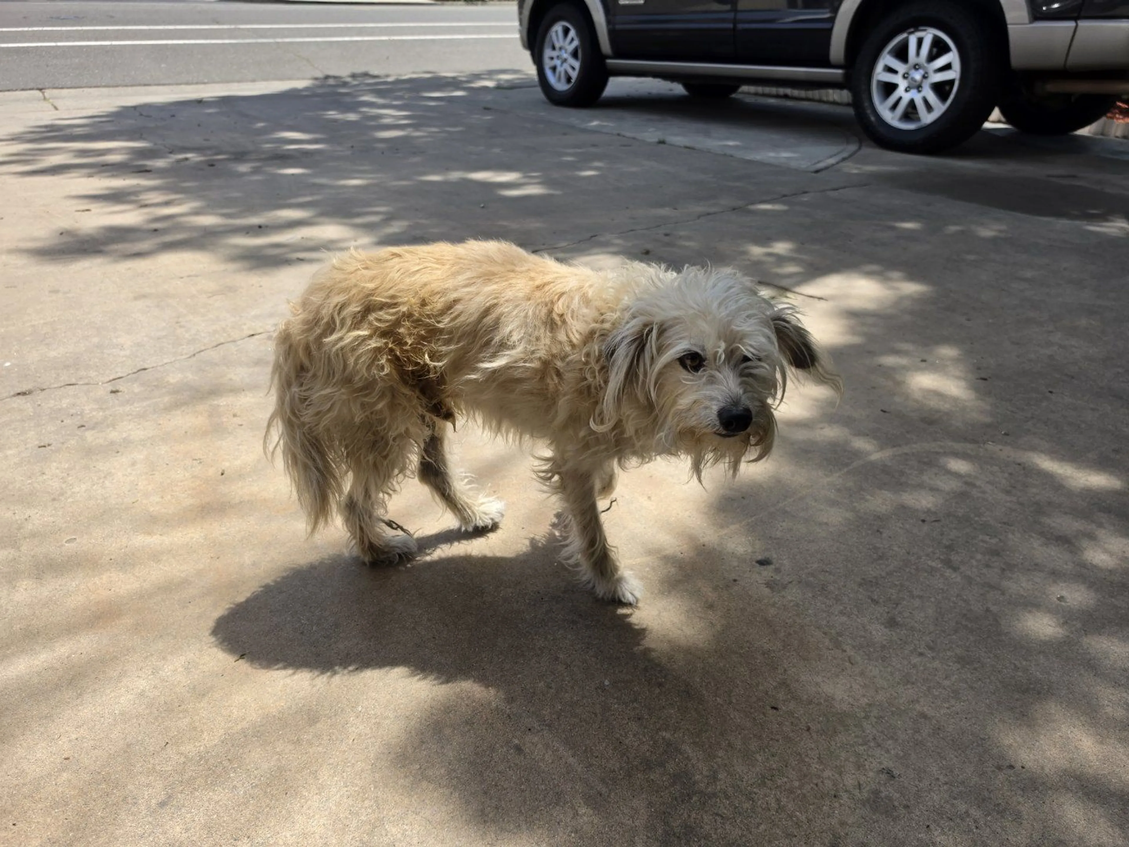 Lost pet