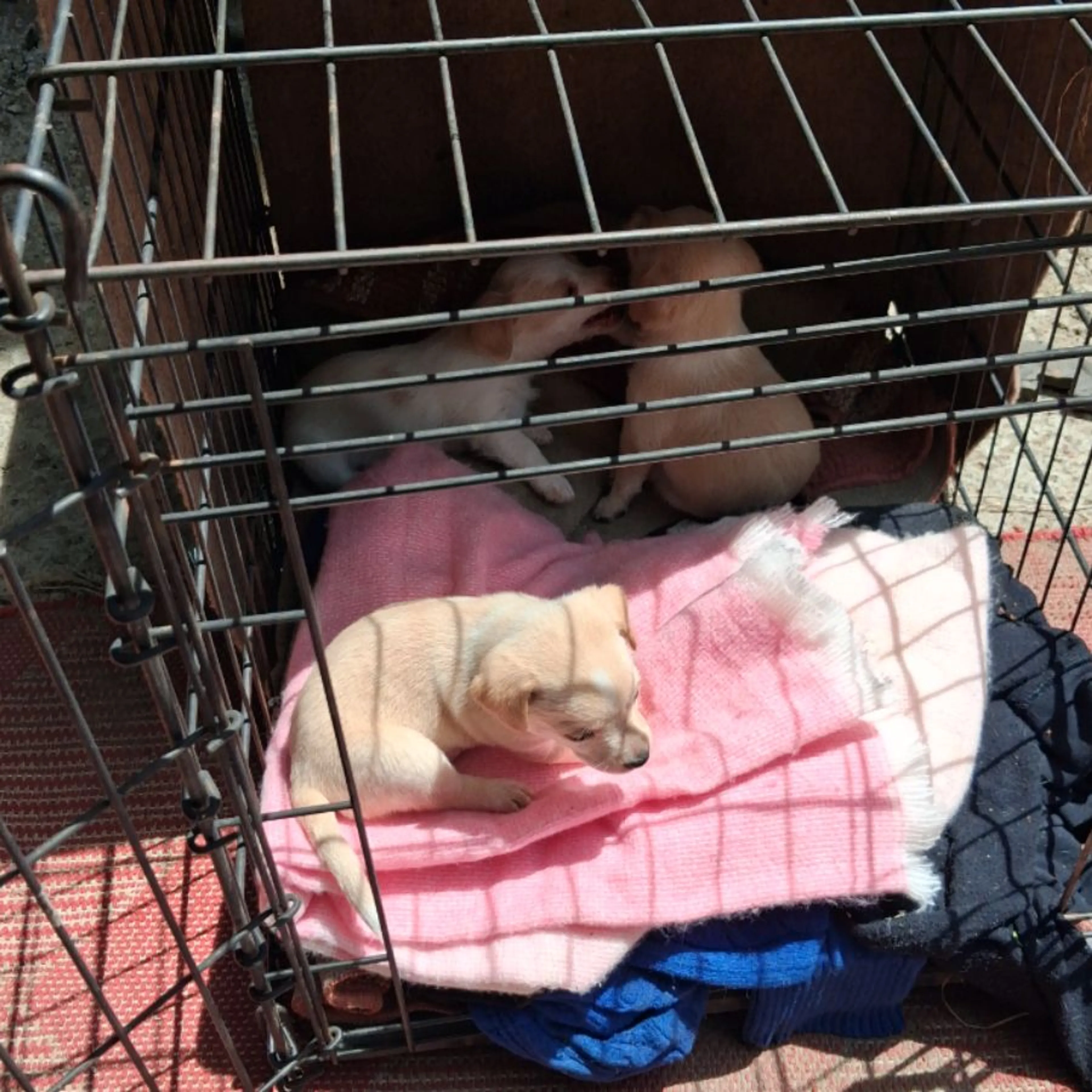 Lost pet