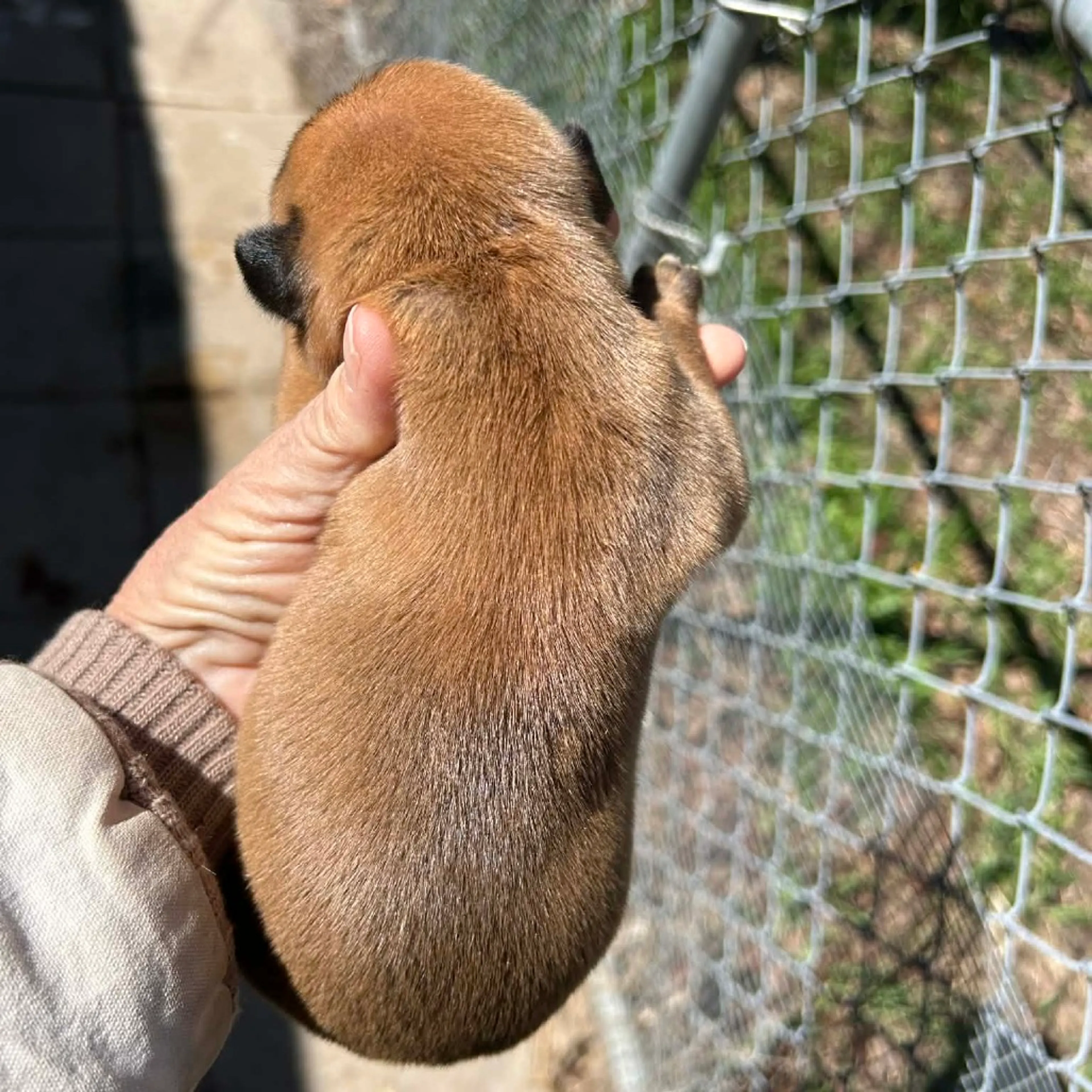 Found pet-2