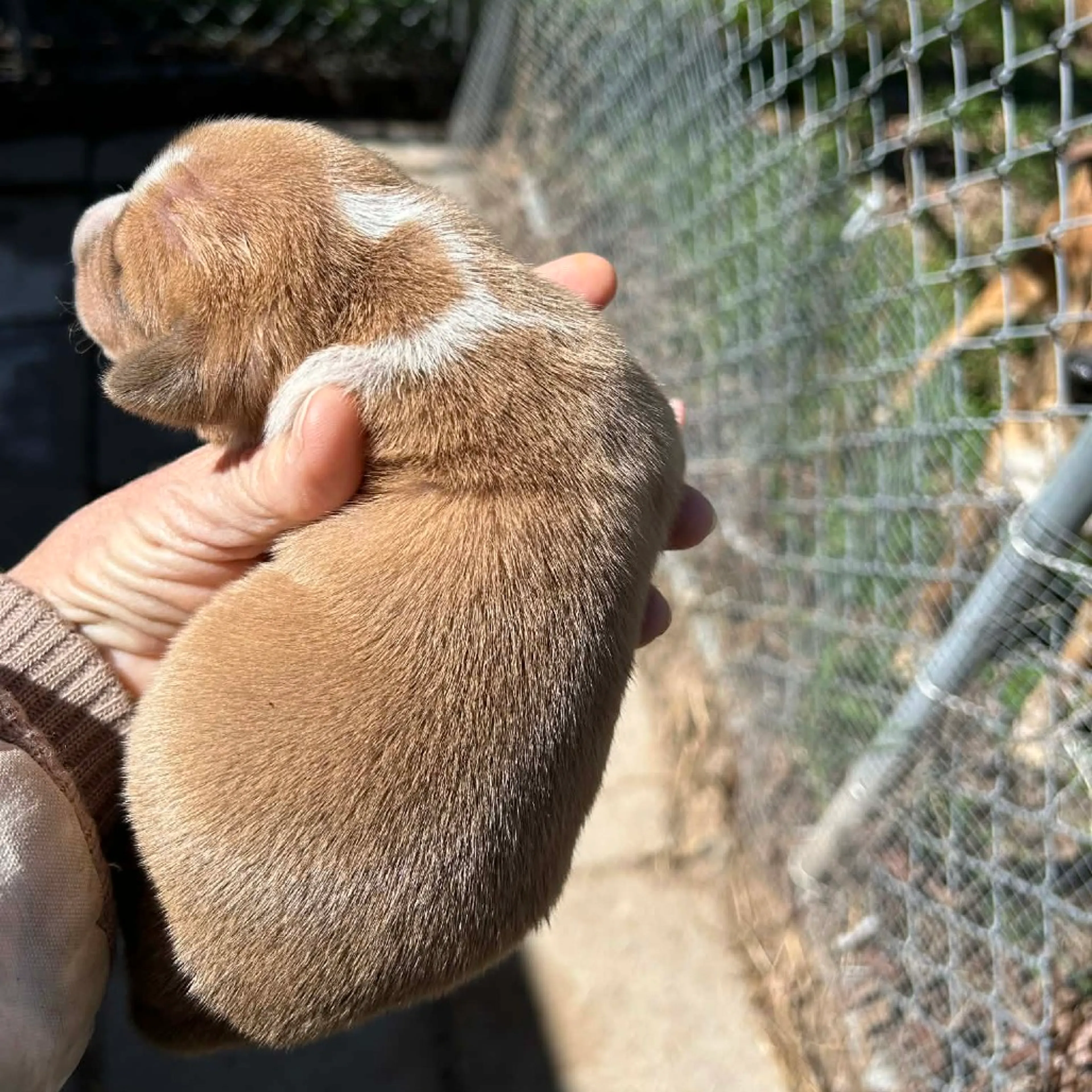 Found pet-2