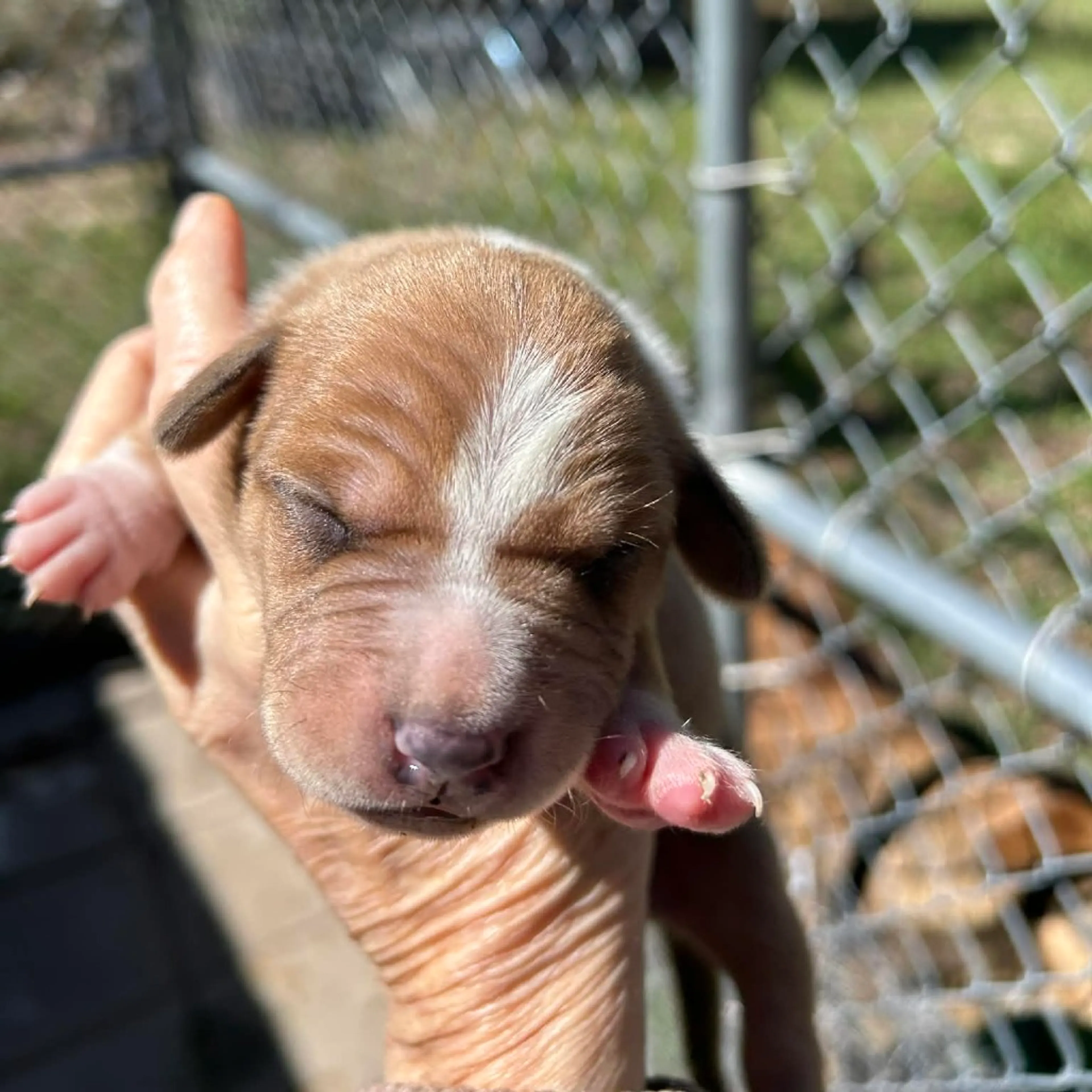 Found pet-1
