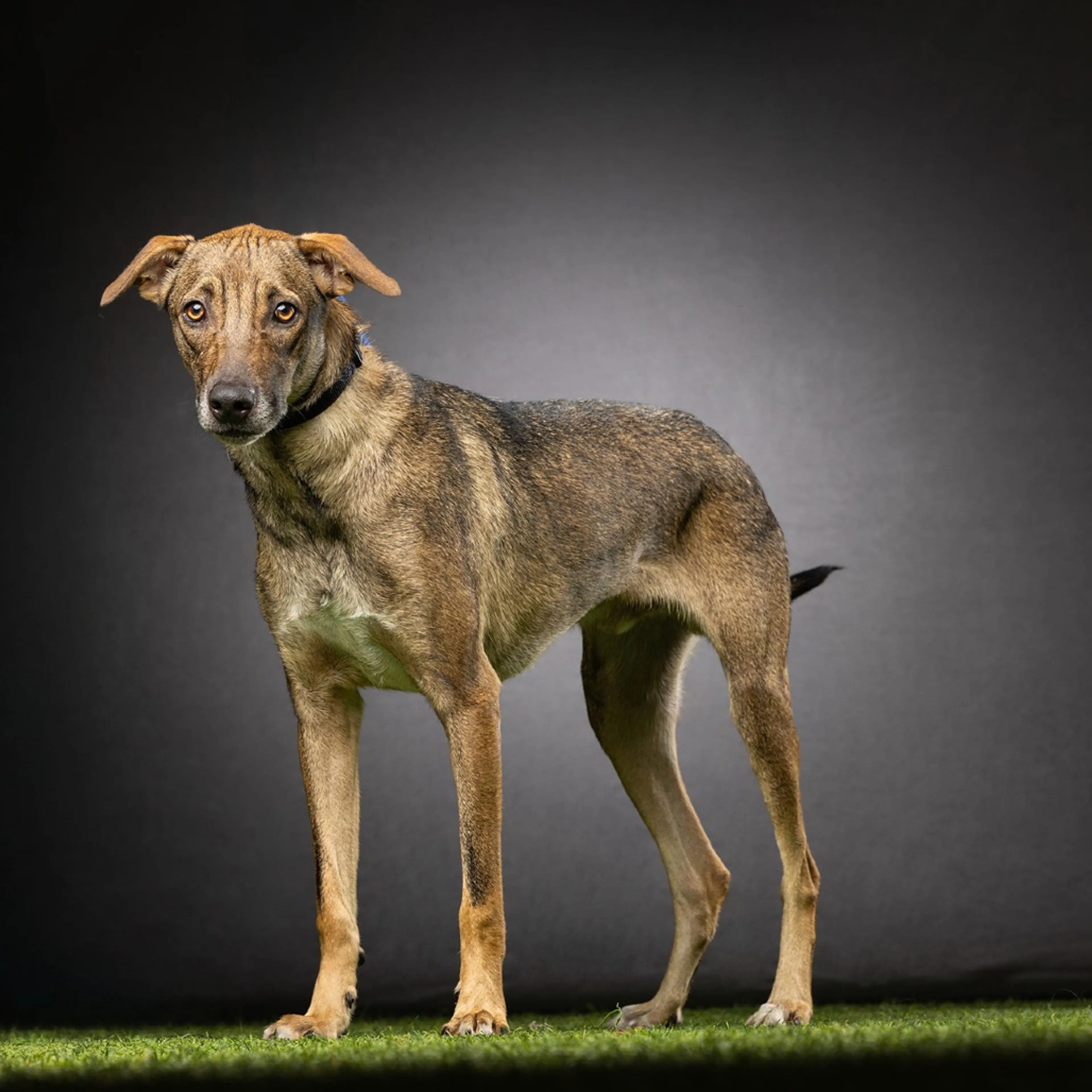 Found pet-4