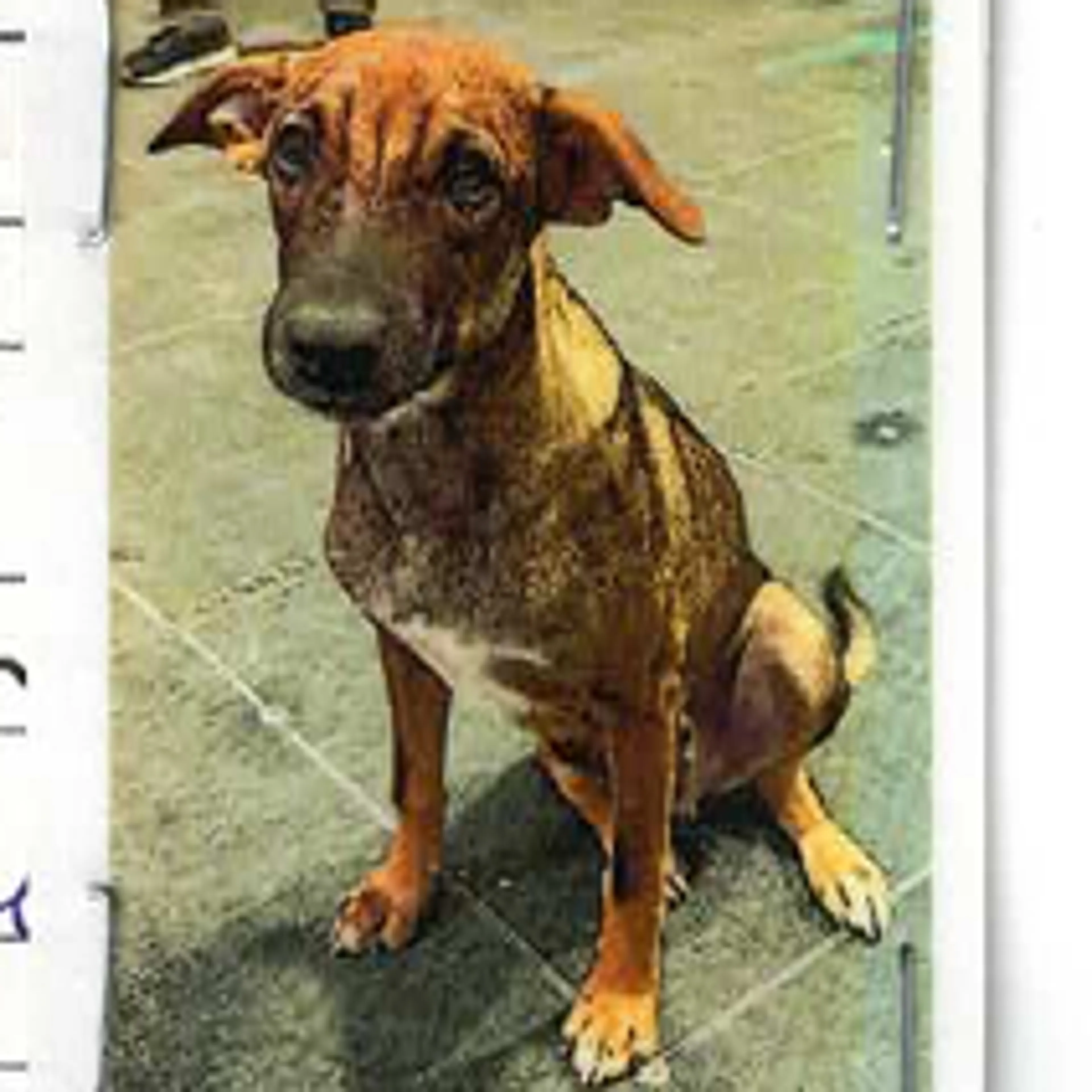 Found pet-2