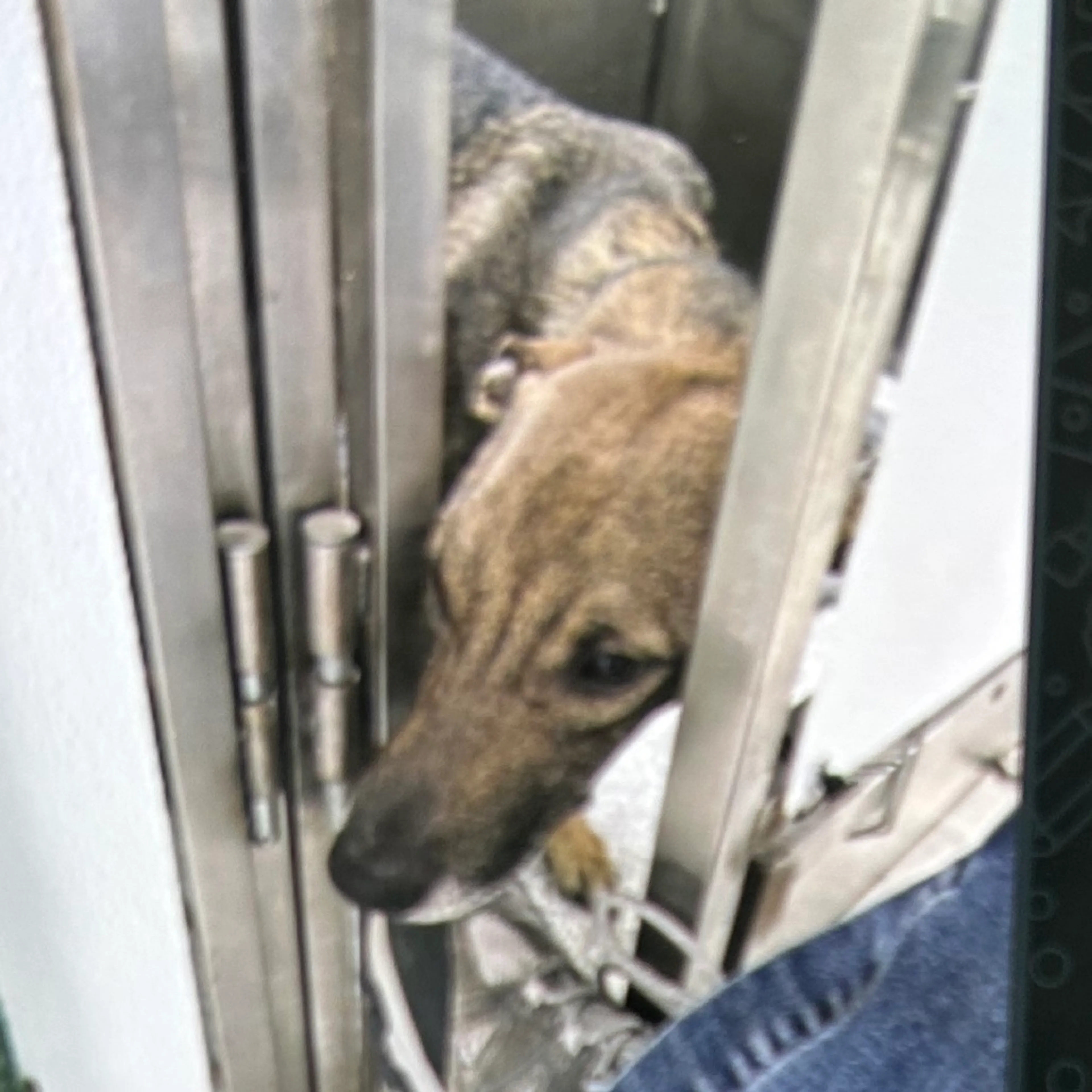 Found pet-1
