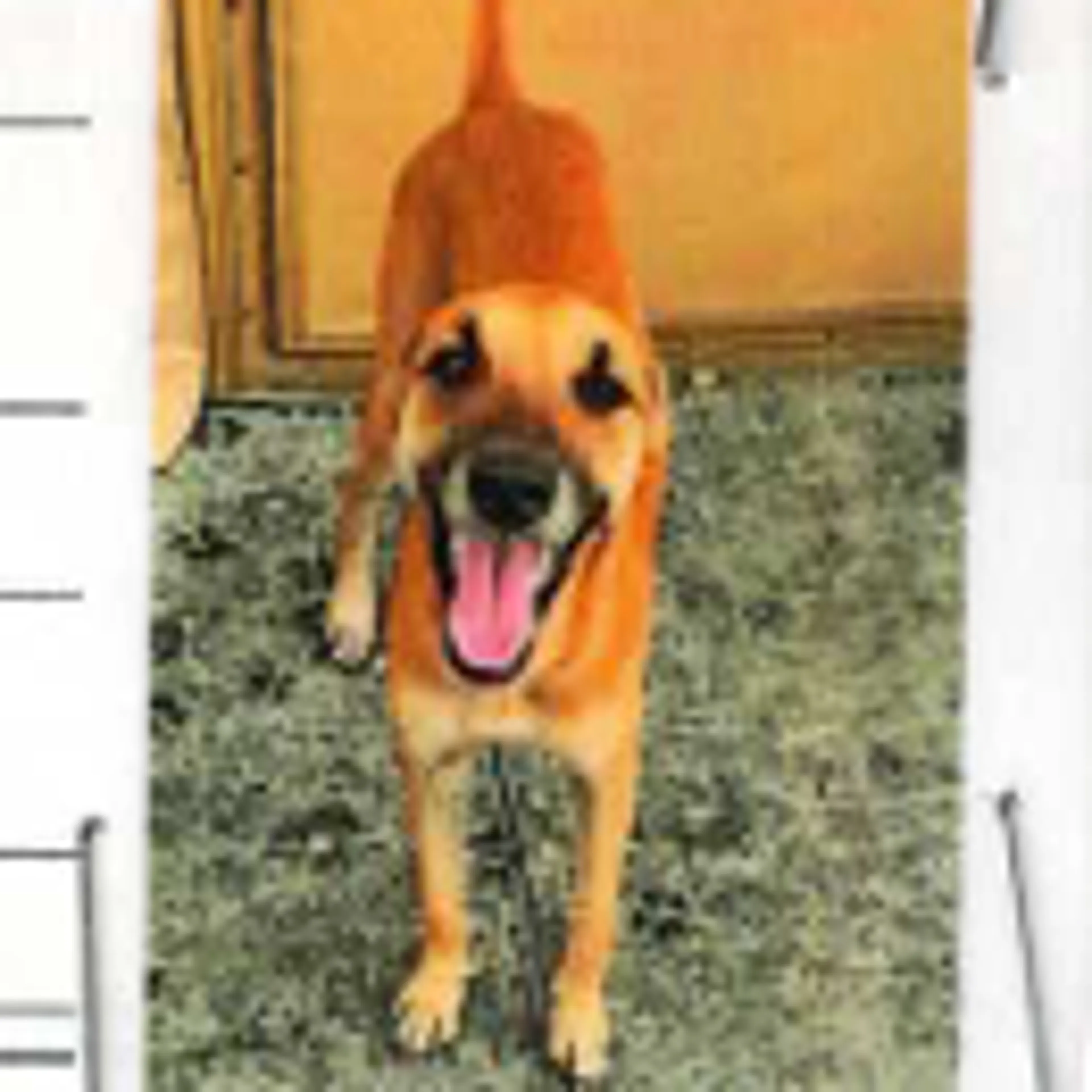 Found pet-2