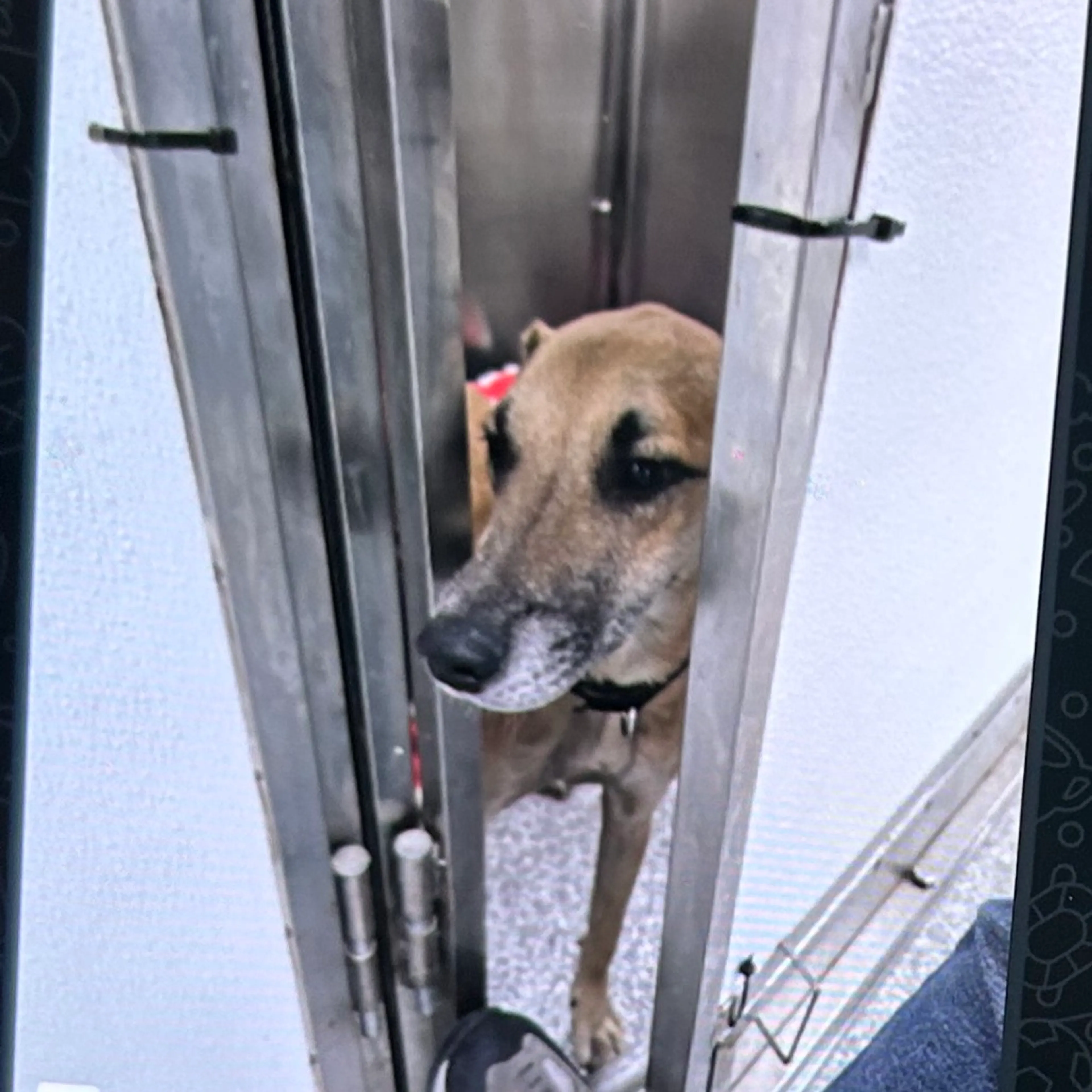 Found pet-1