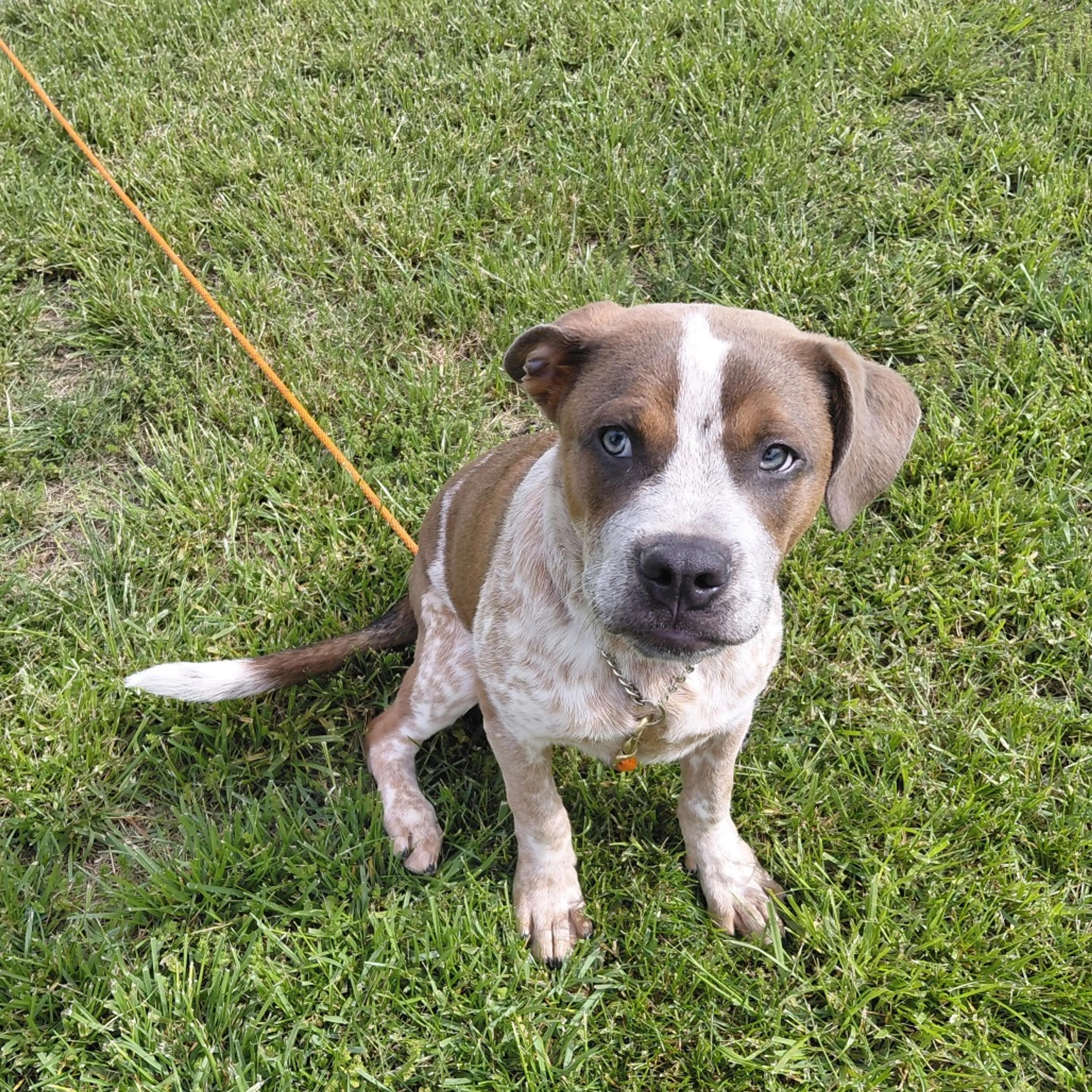 Found pet-2