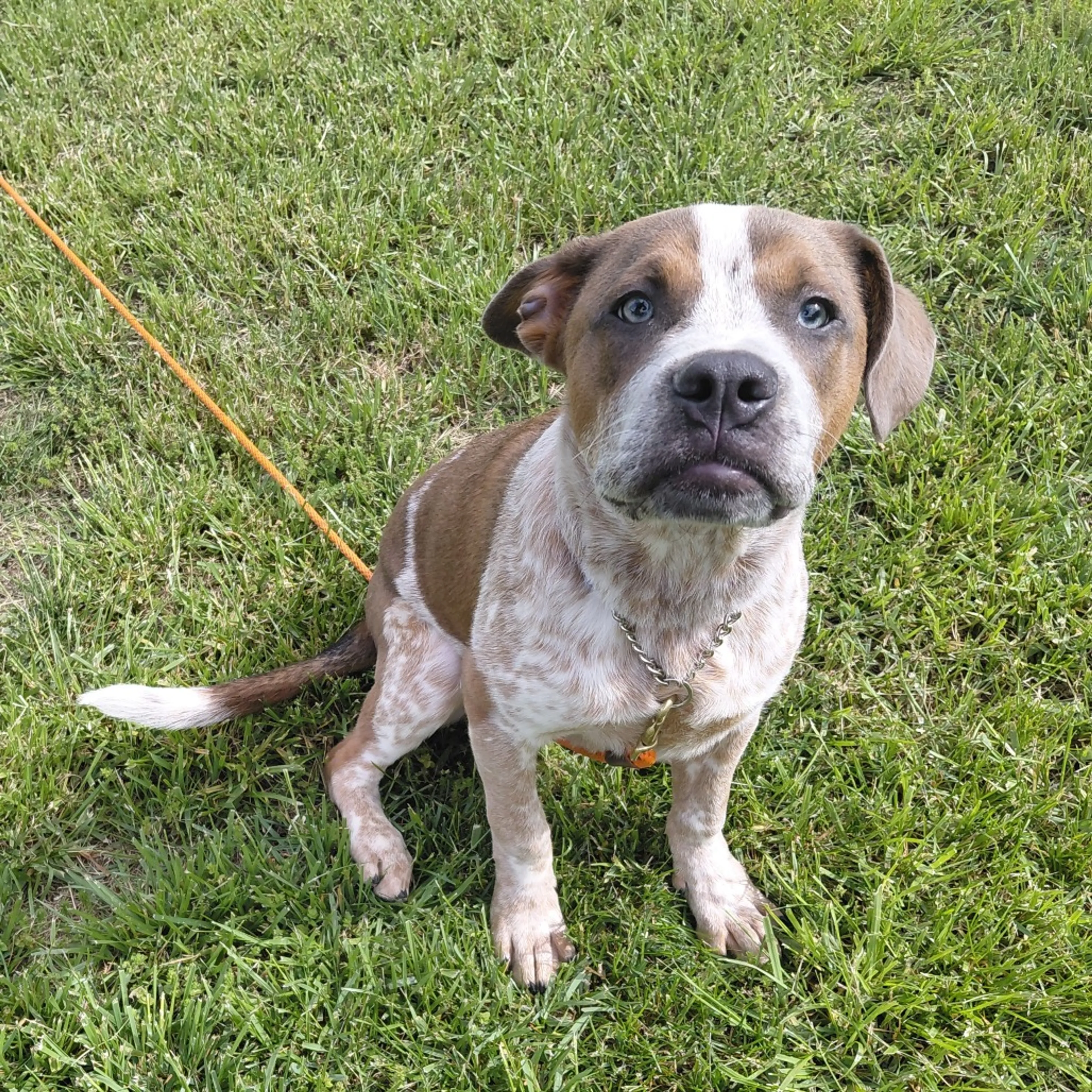 Found pet-1