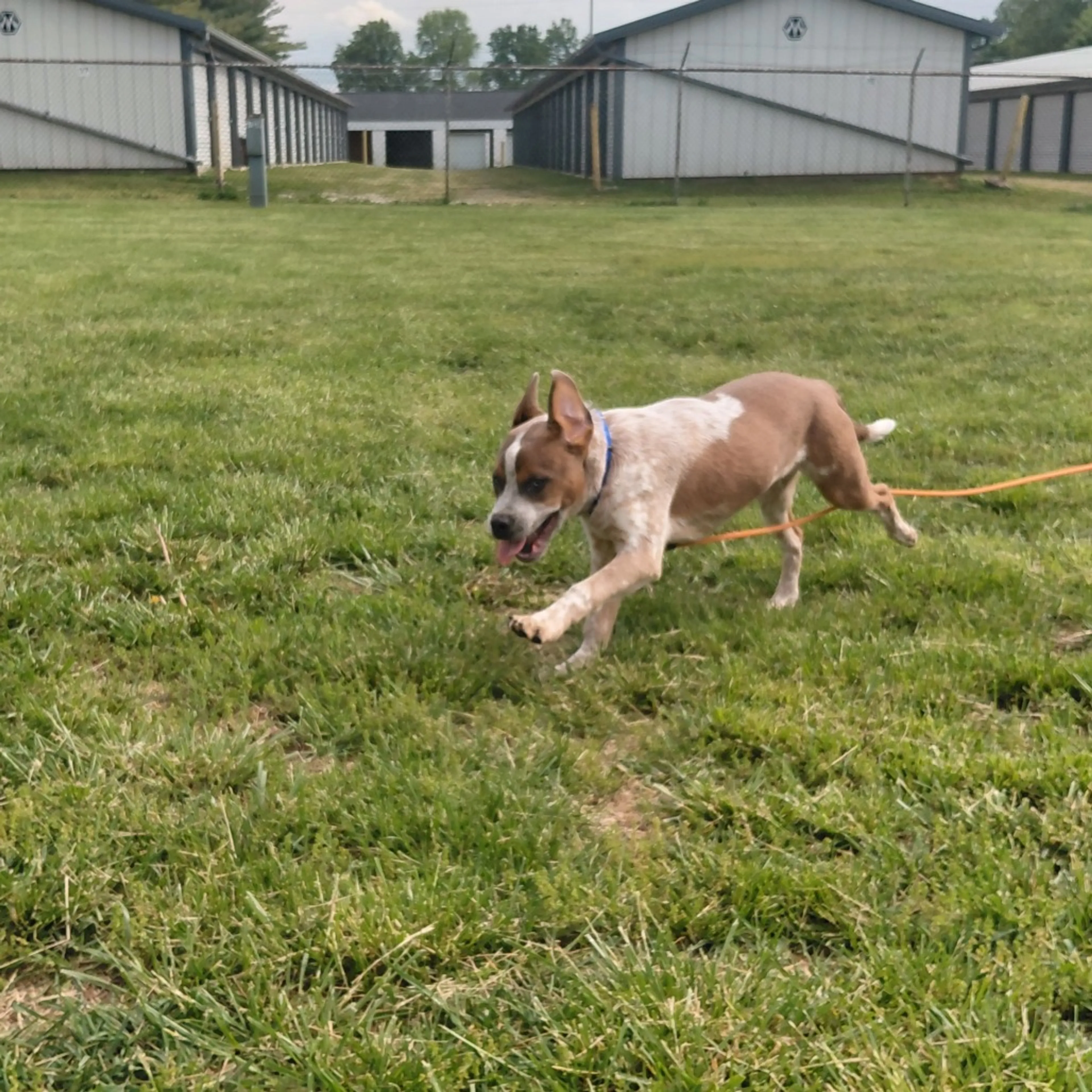 Found pet-6