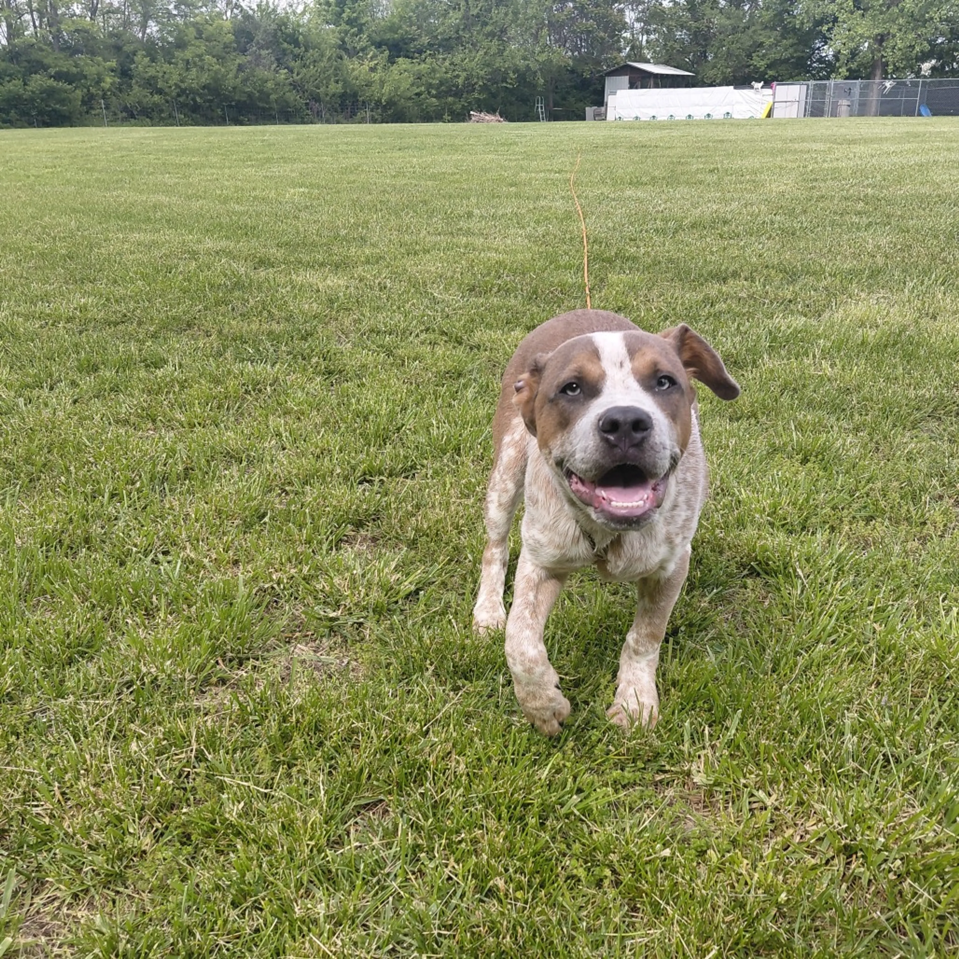 Found pet-4