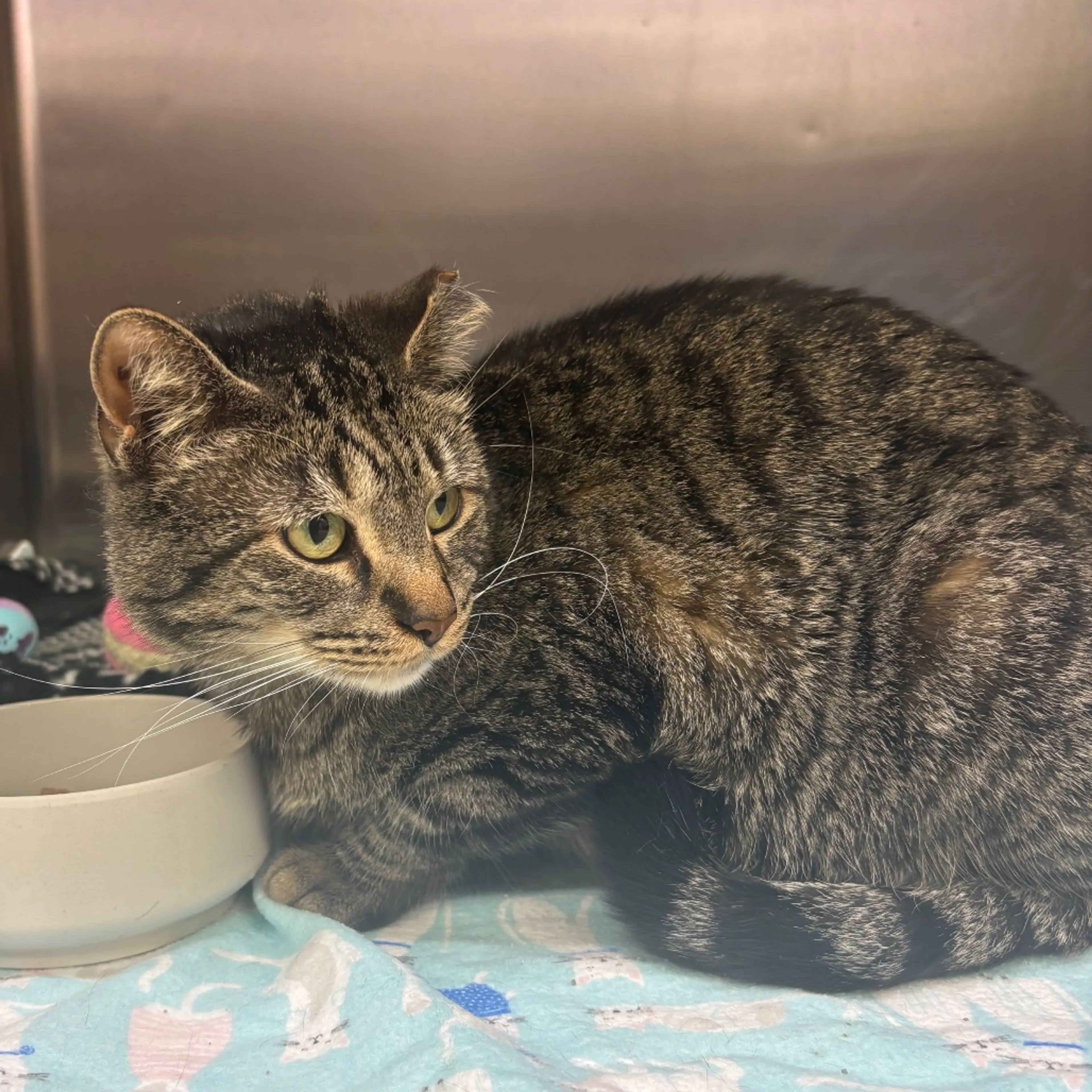 Found pet-1