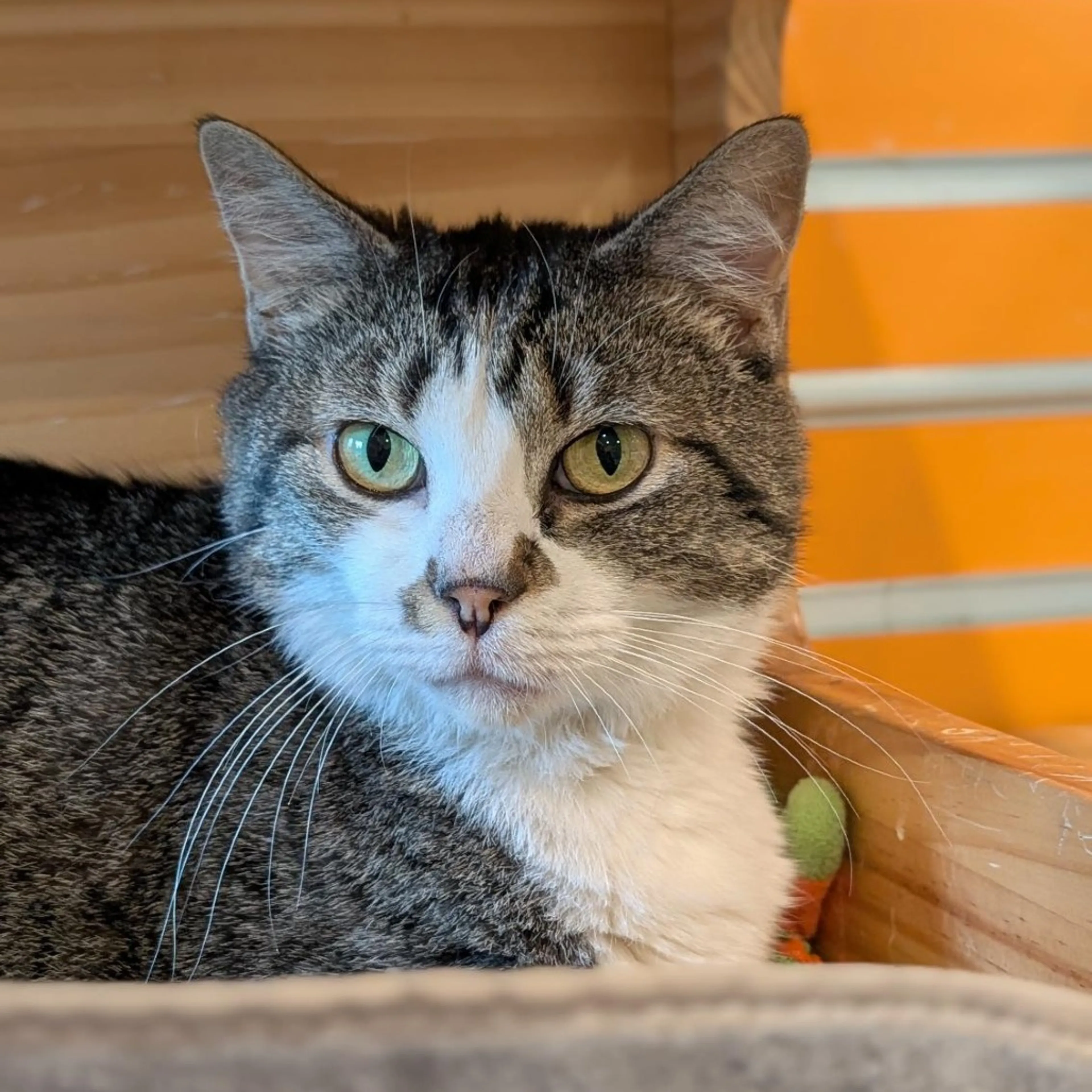 Found pet-1