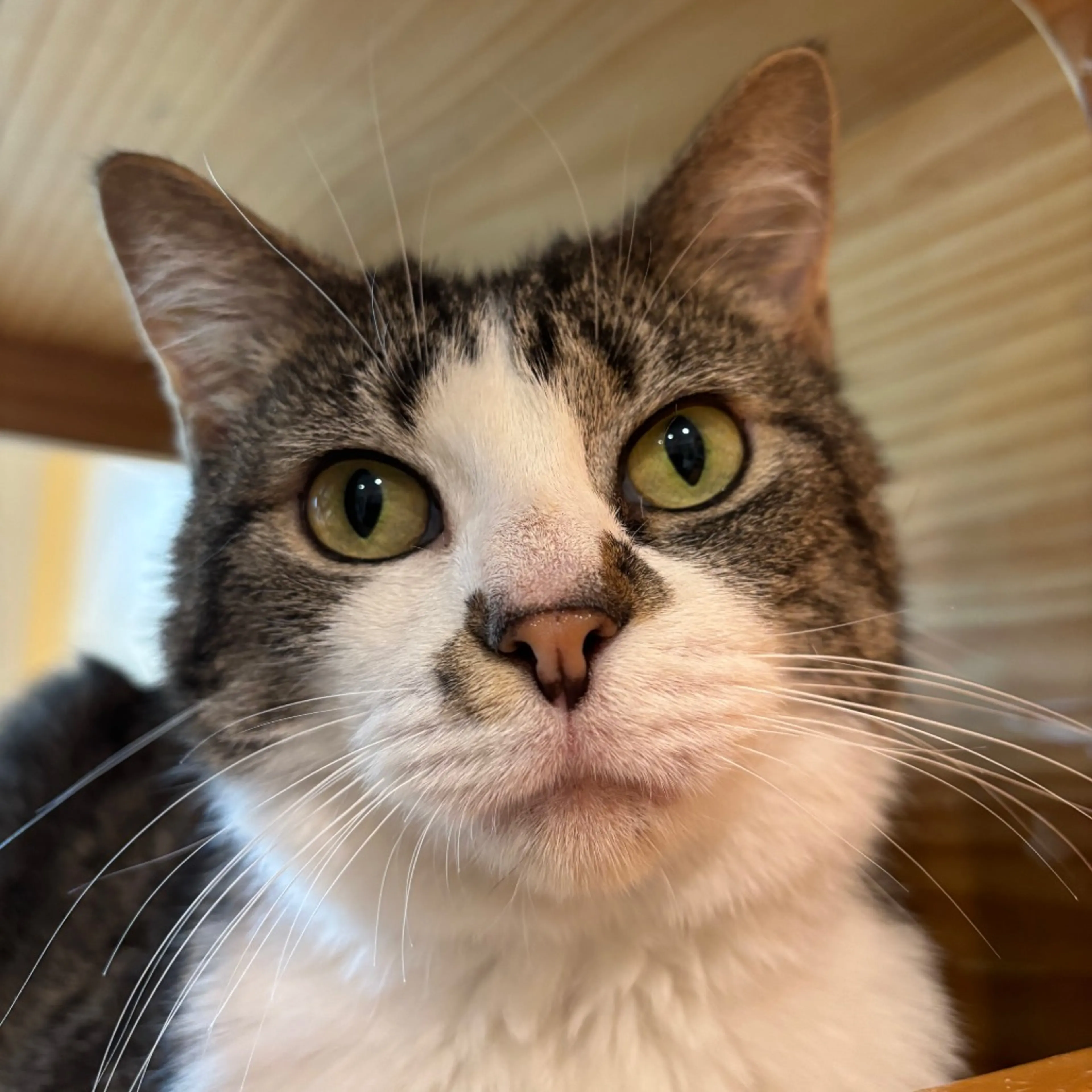 Found pet-2