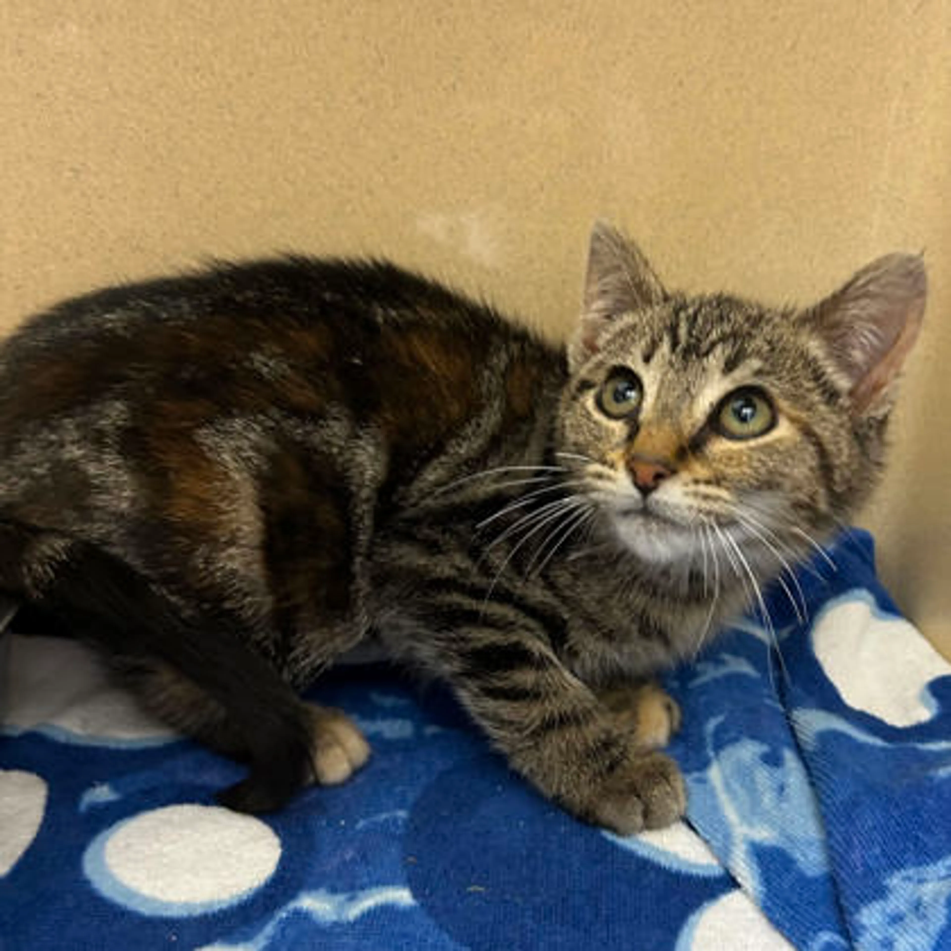 Found pet