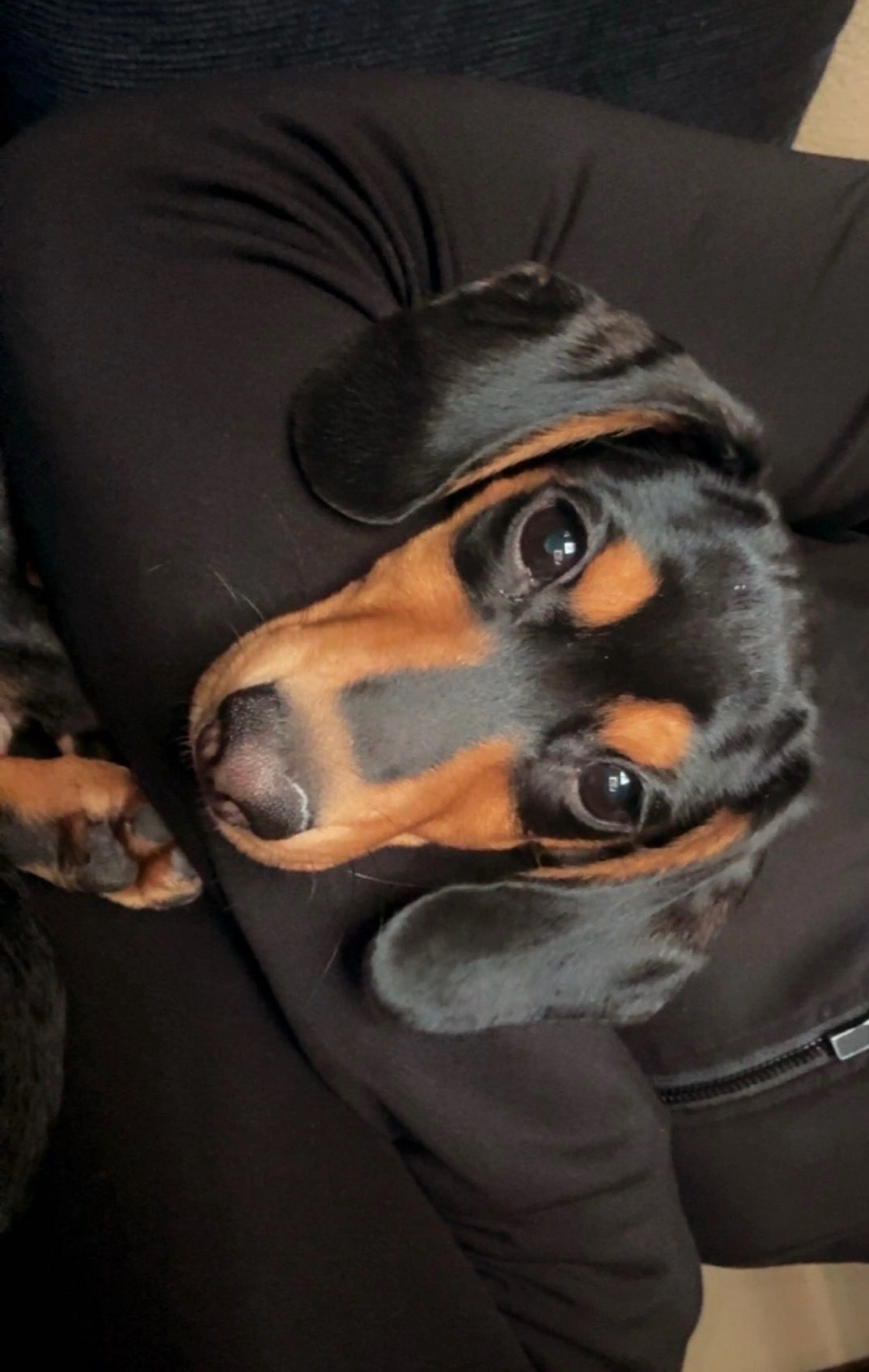 Lost pet