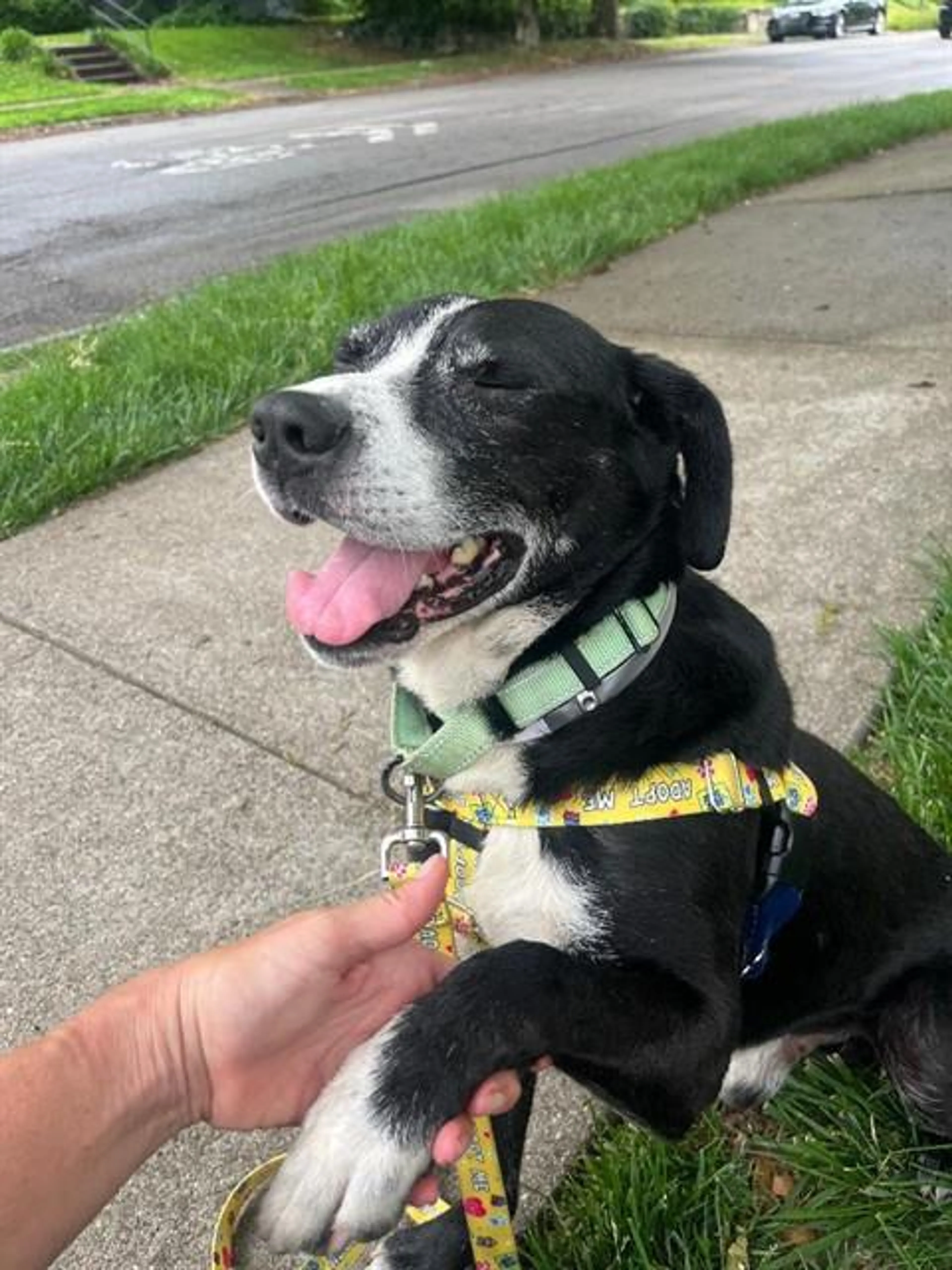 Found pet