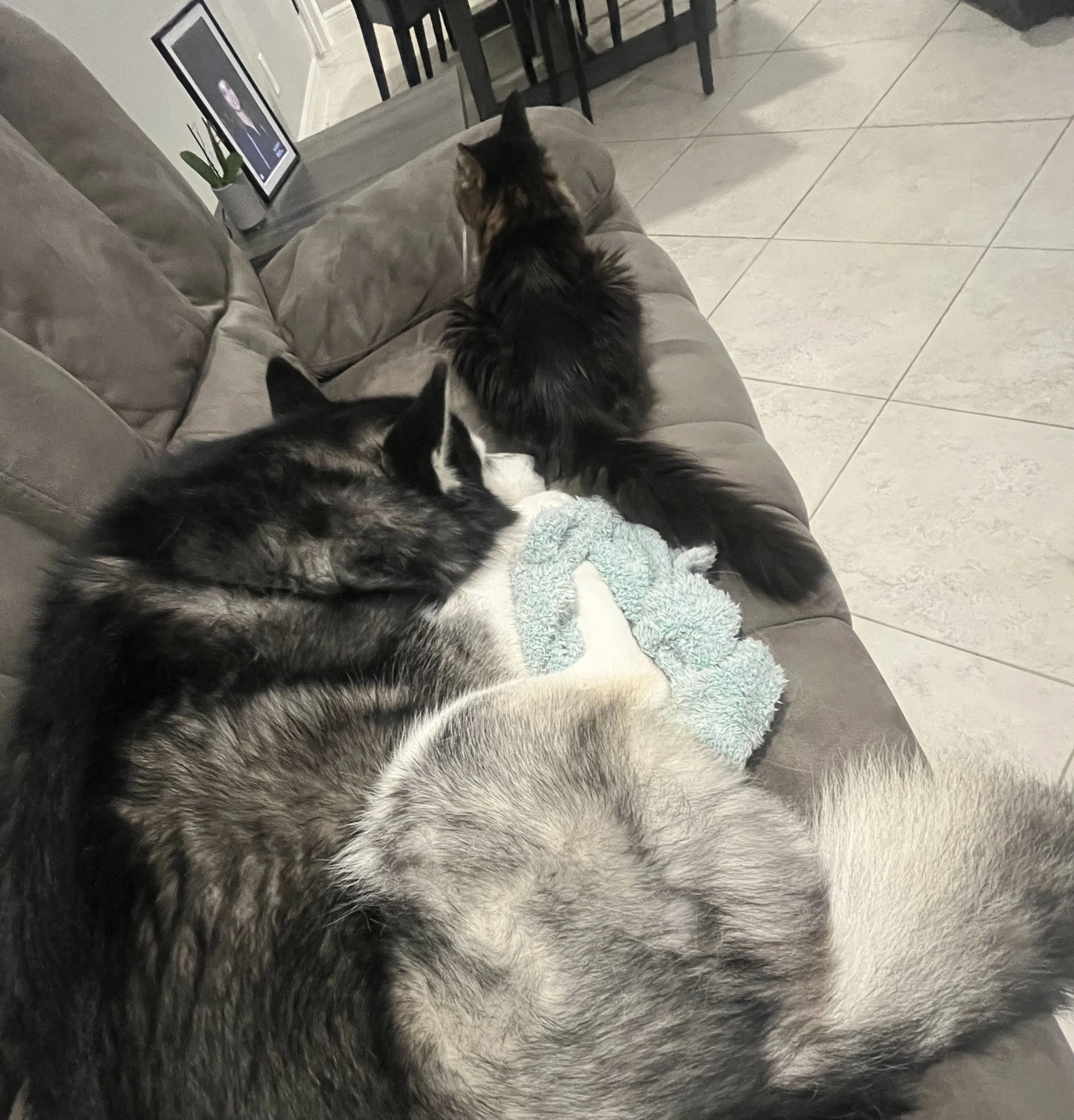 Lost pet-2