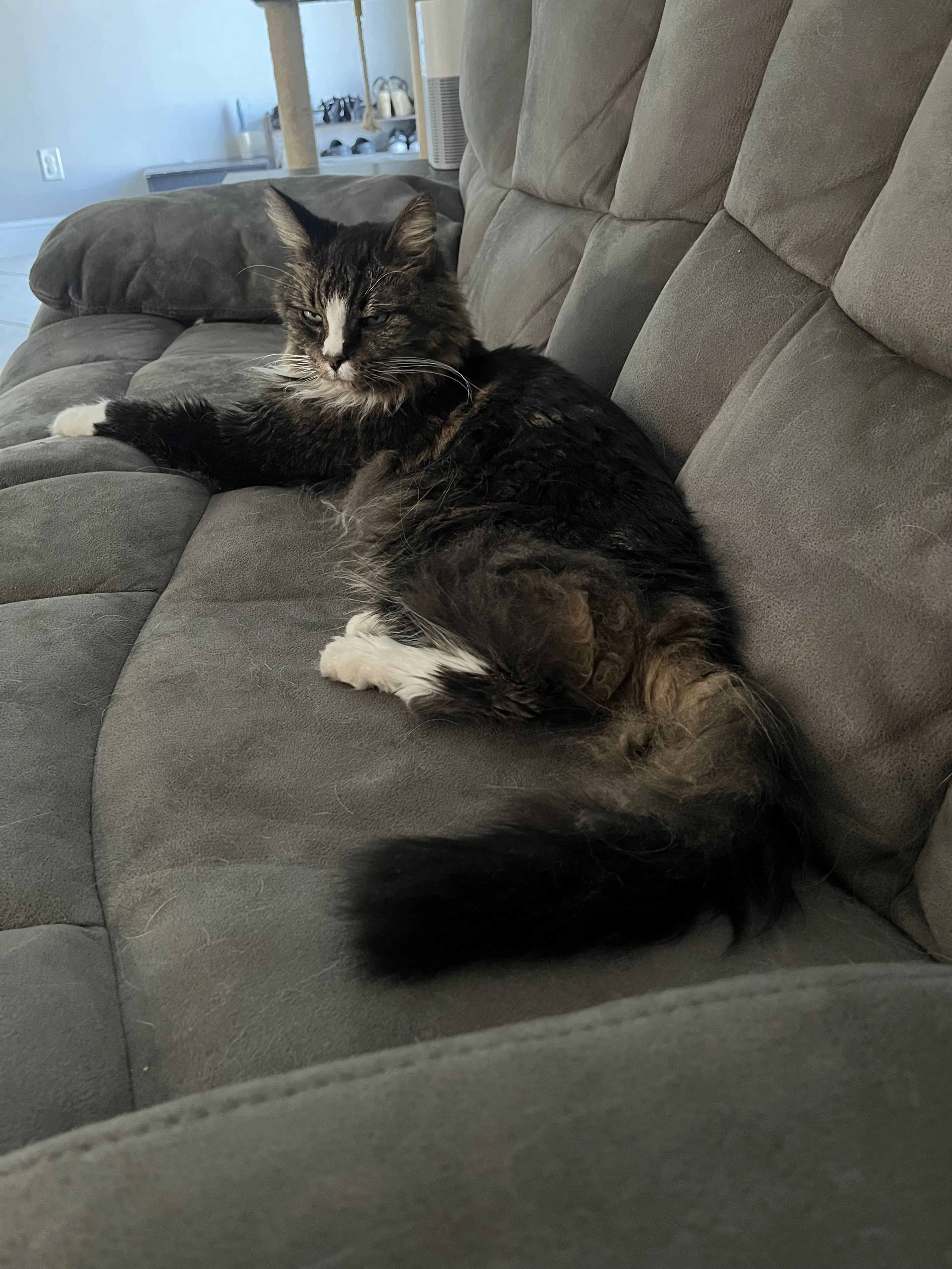Lost pet-0
