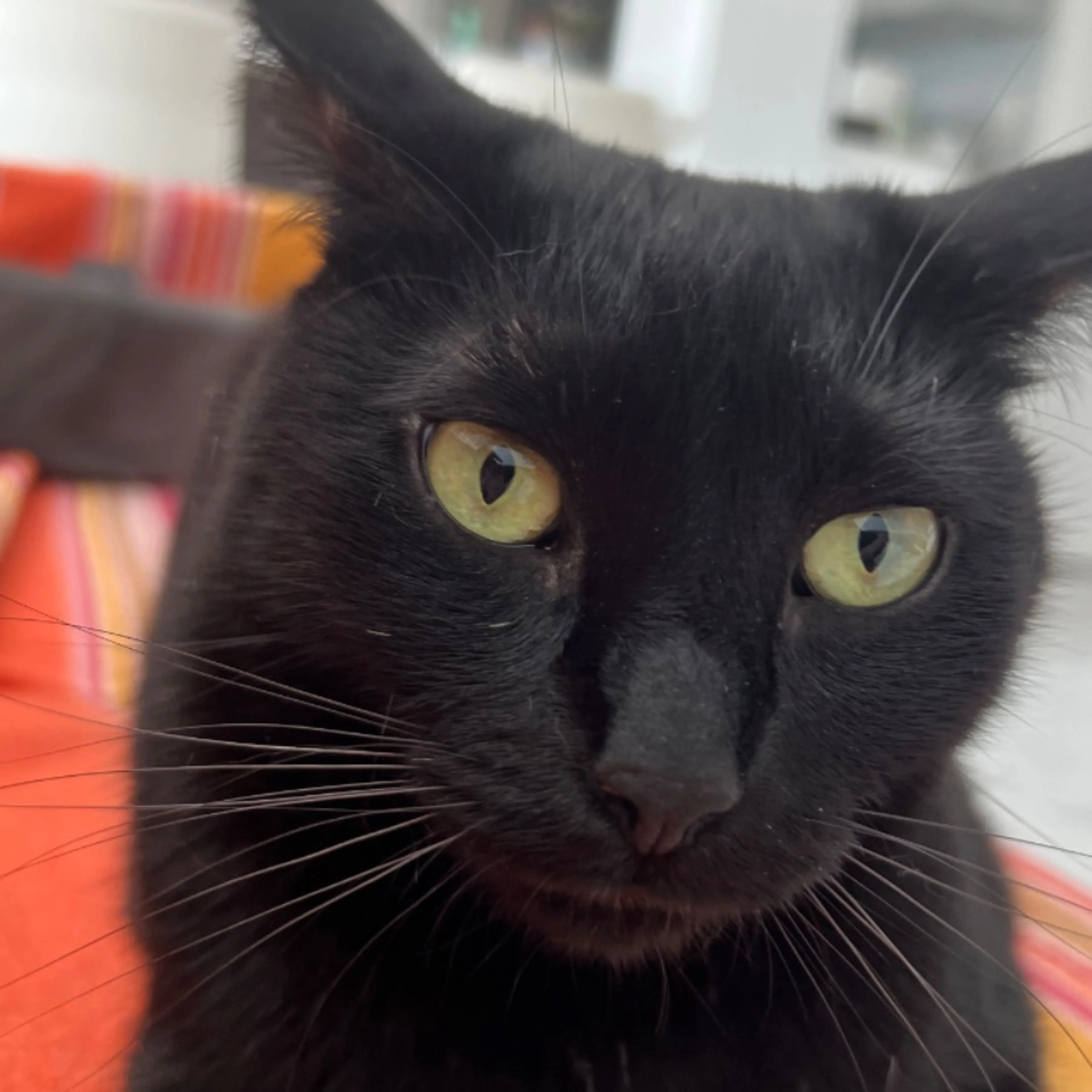 Lost pet