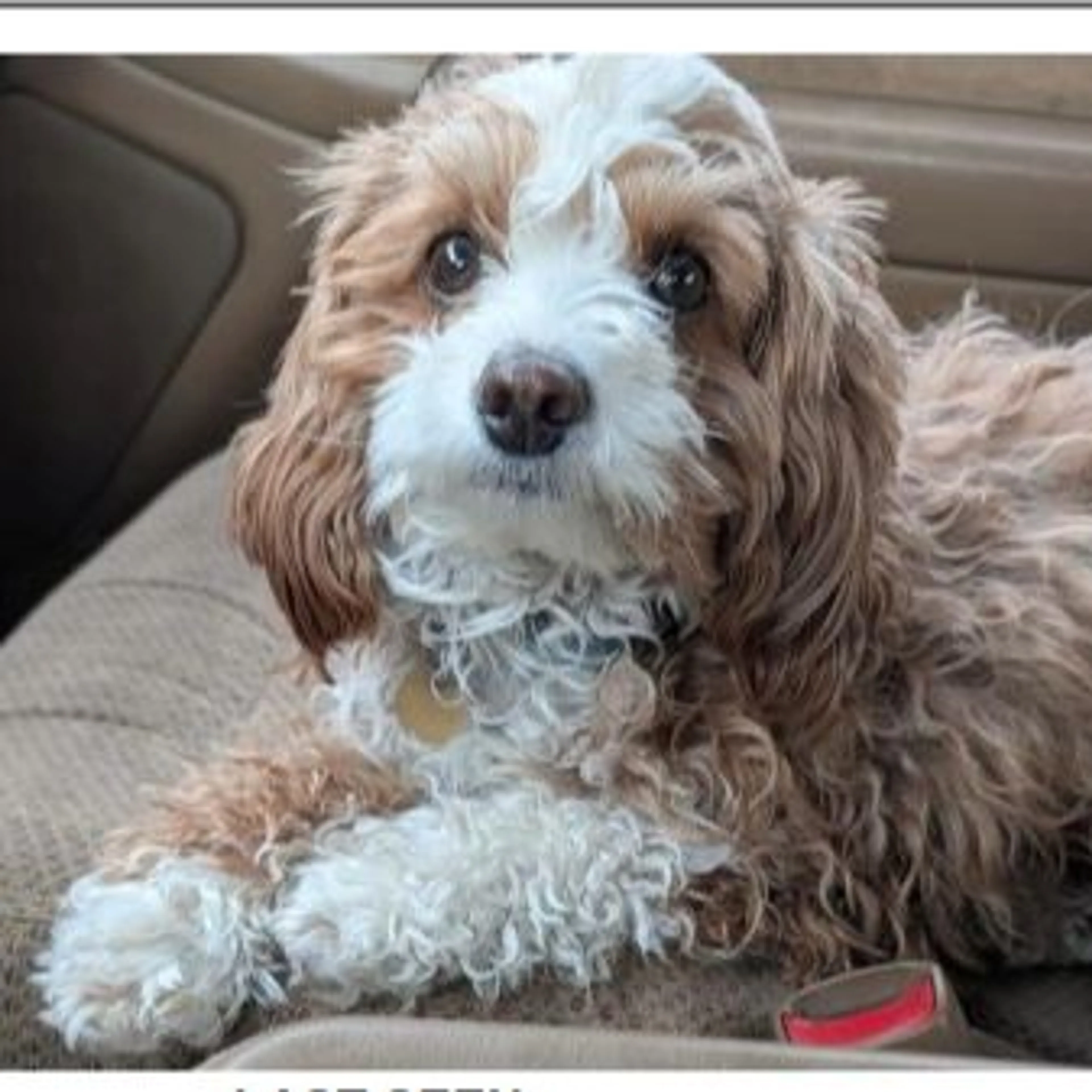 Lost pet