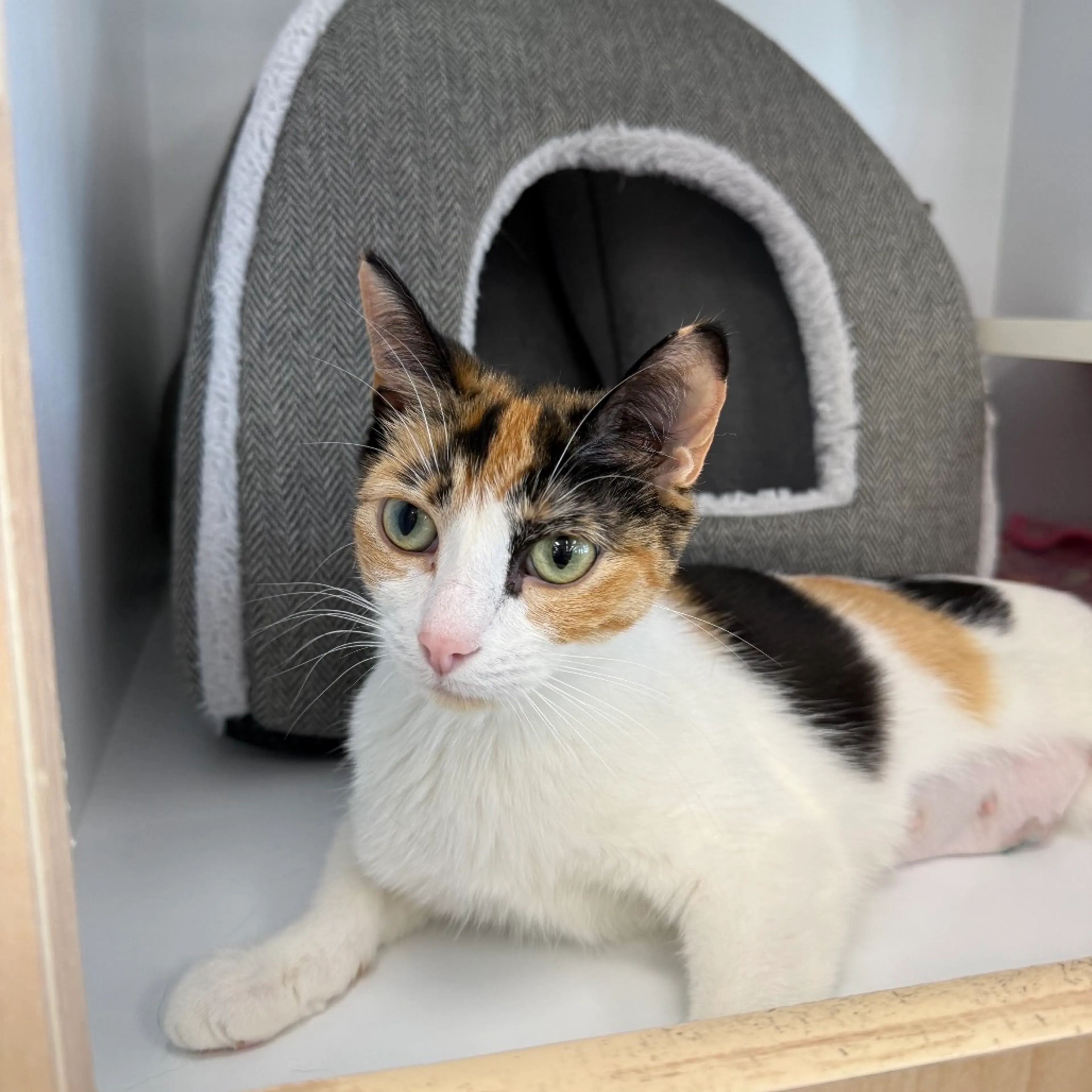 Found pet-1