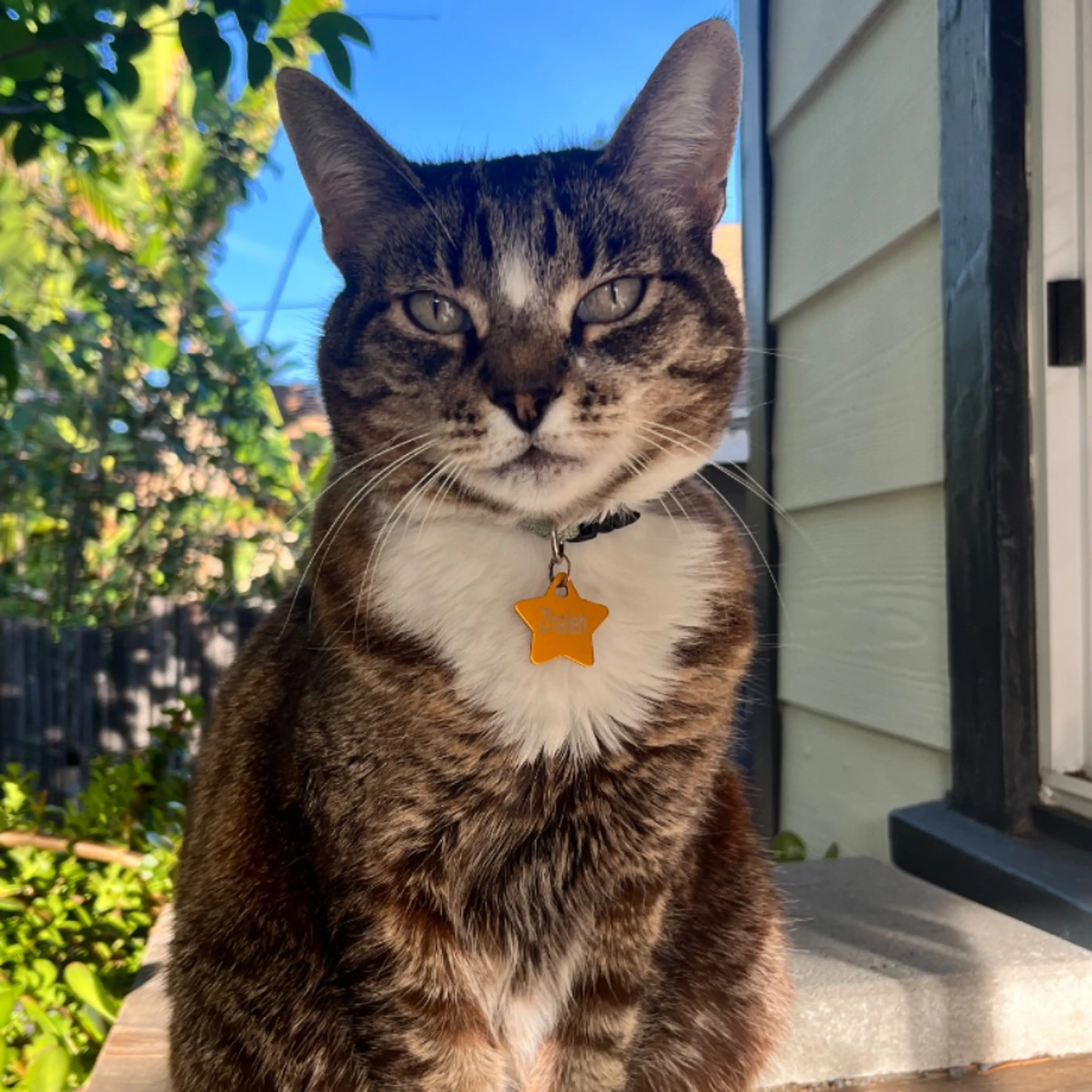 Lost pet