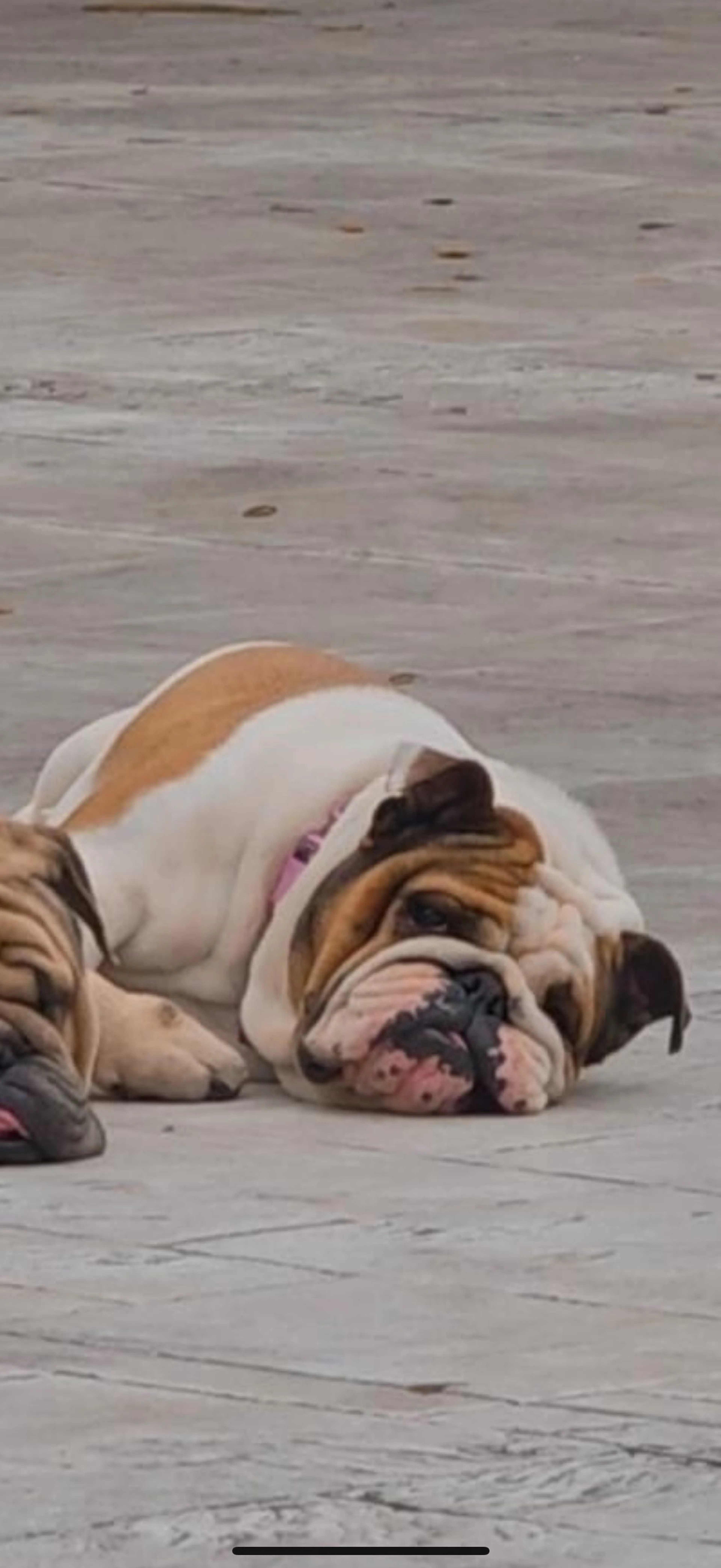 Lost pet
