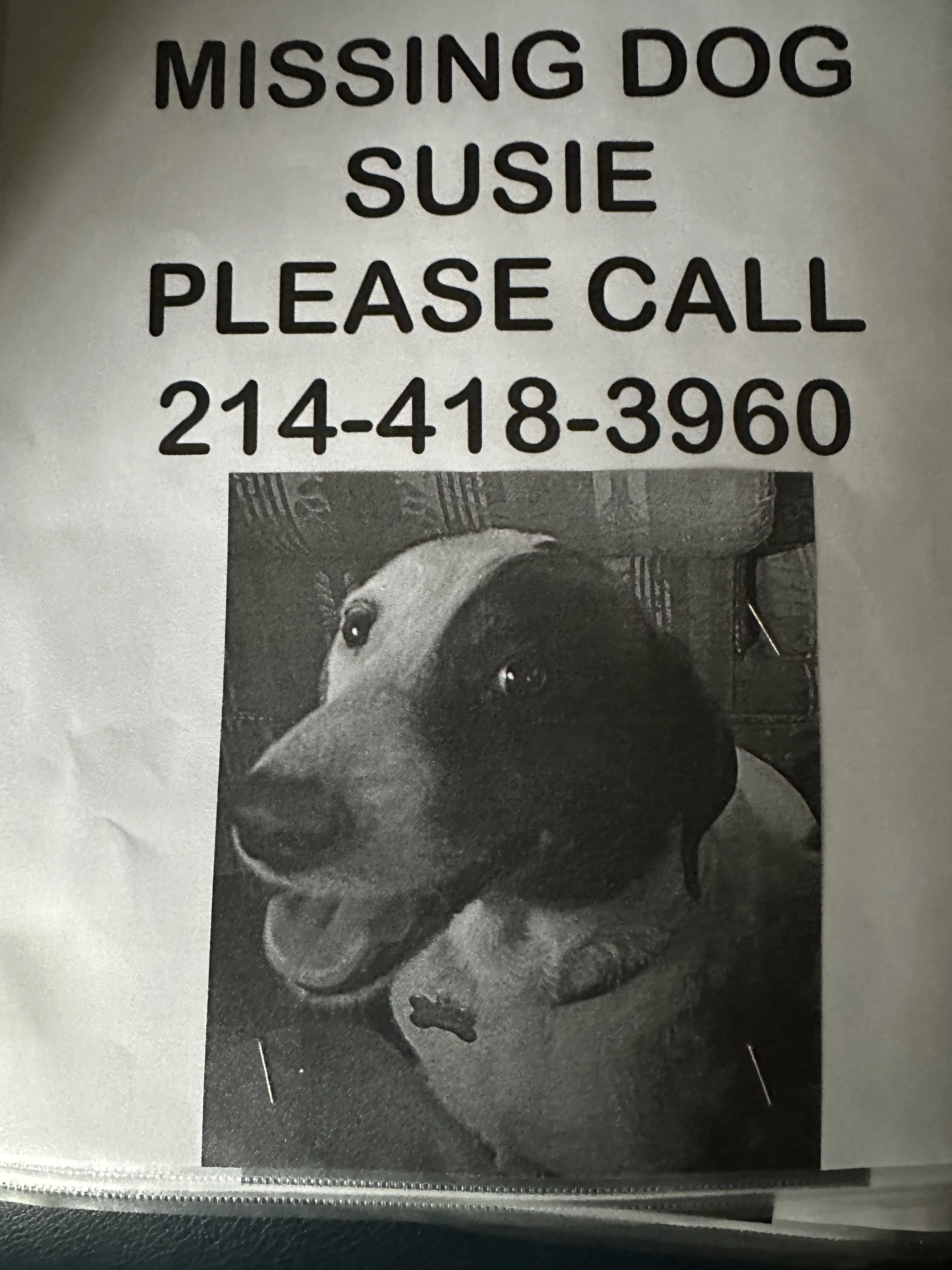 Lost pet-0