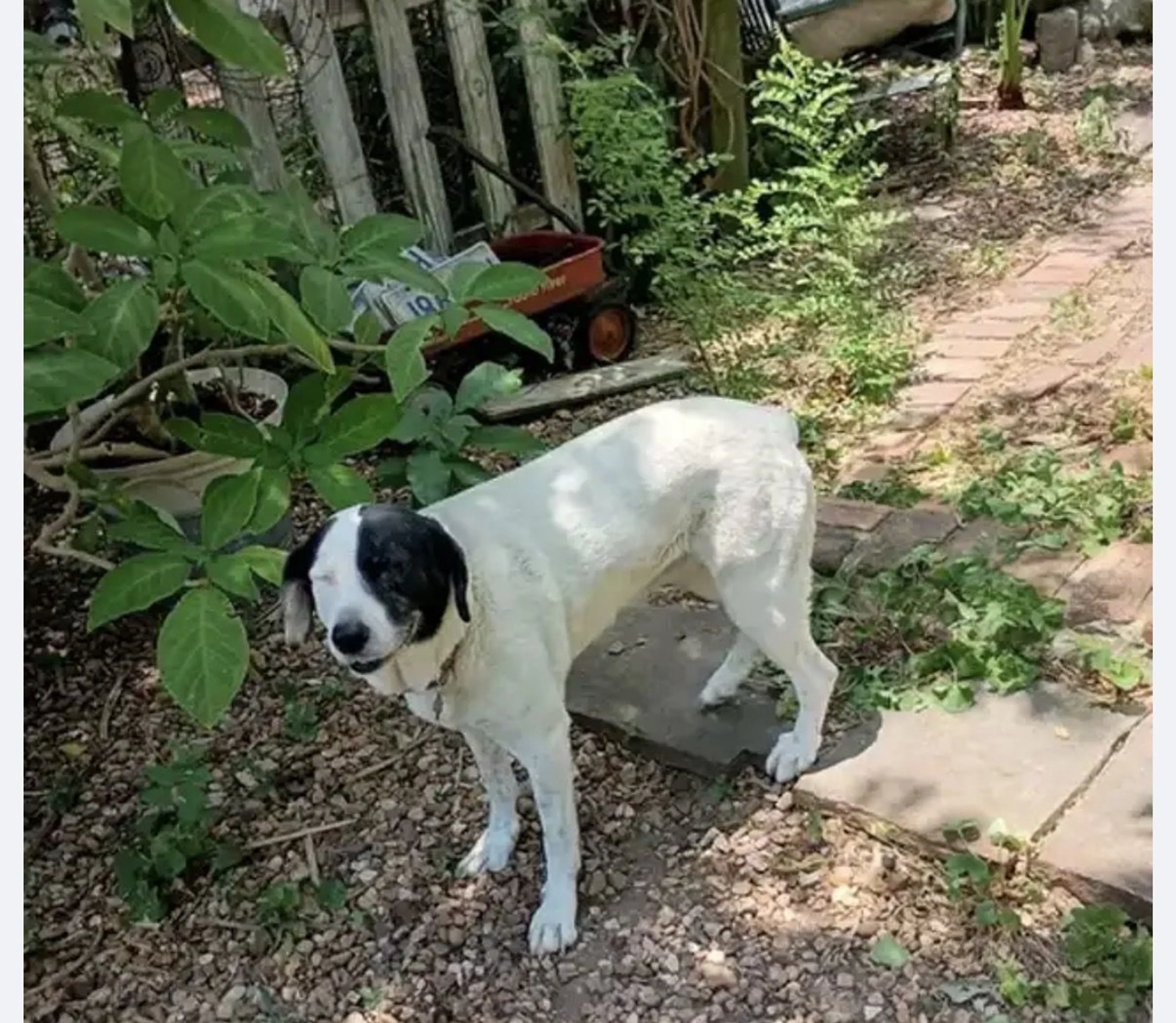 Lost pet-1
