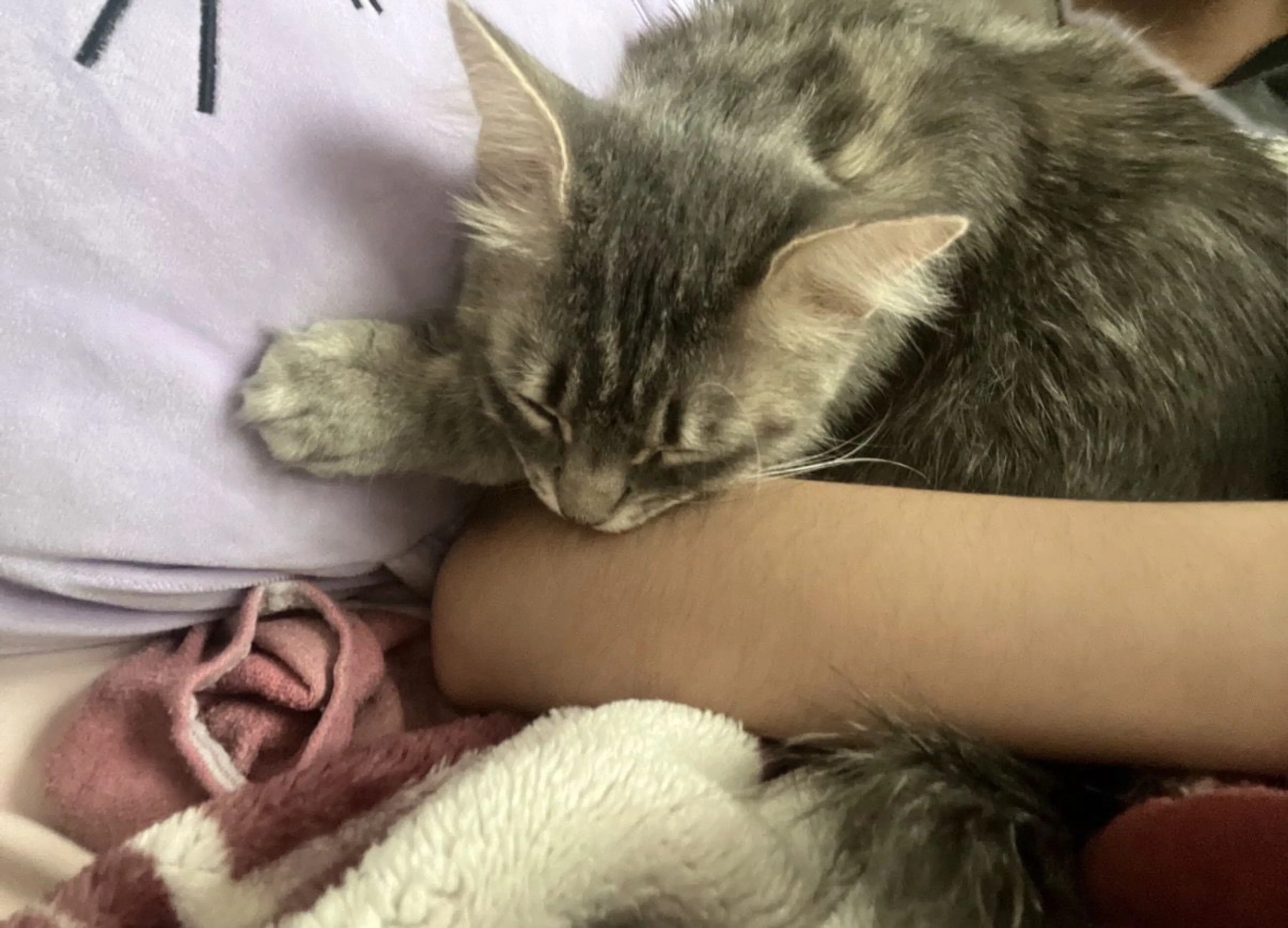 Lost pet-1