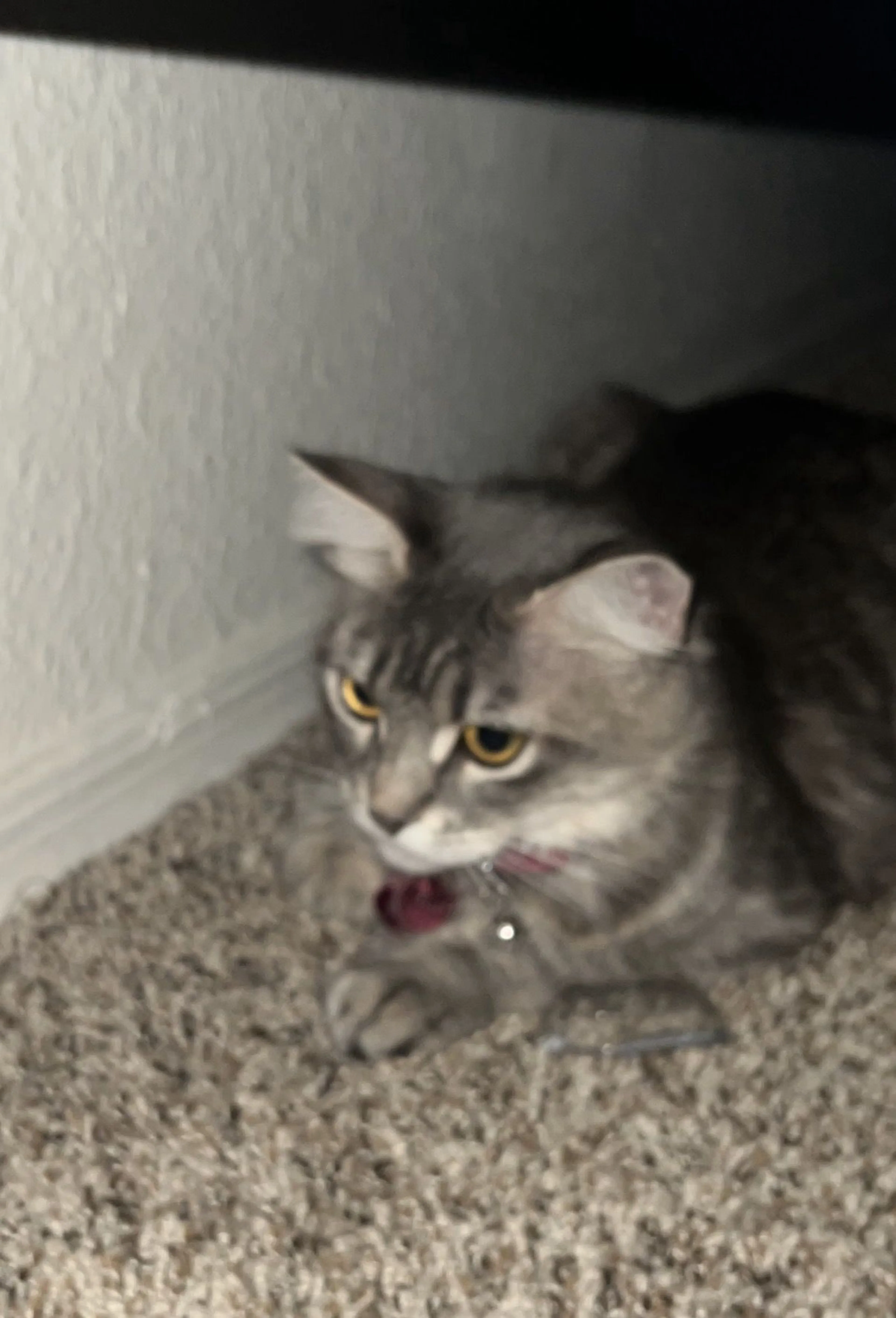 Lost pet-2