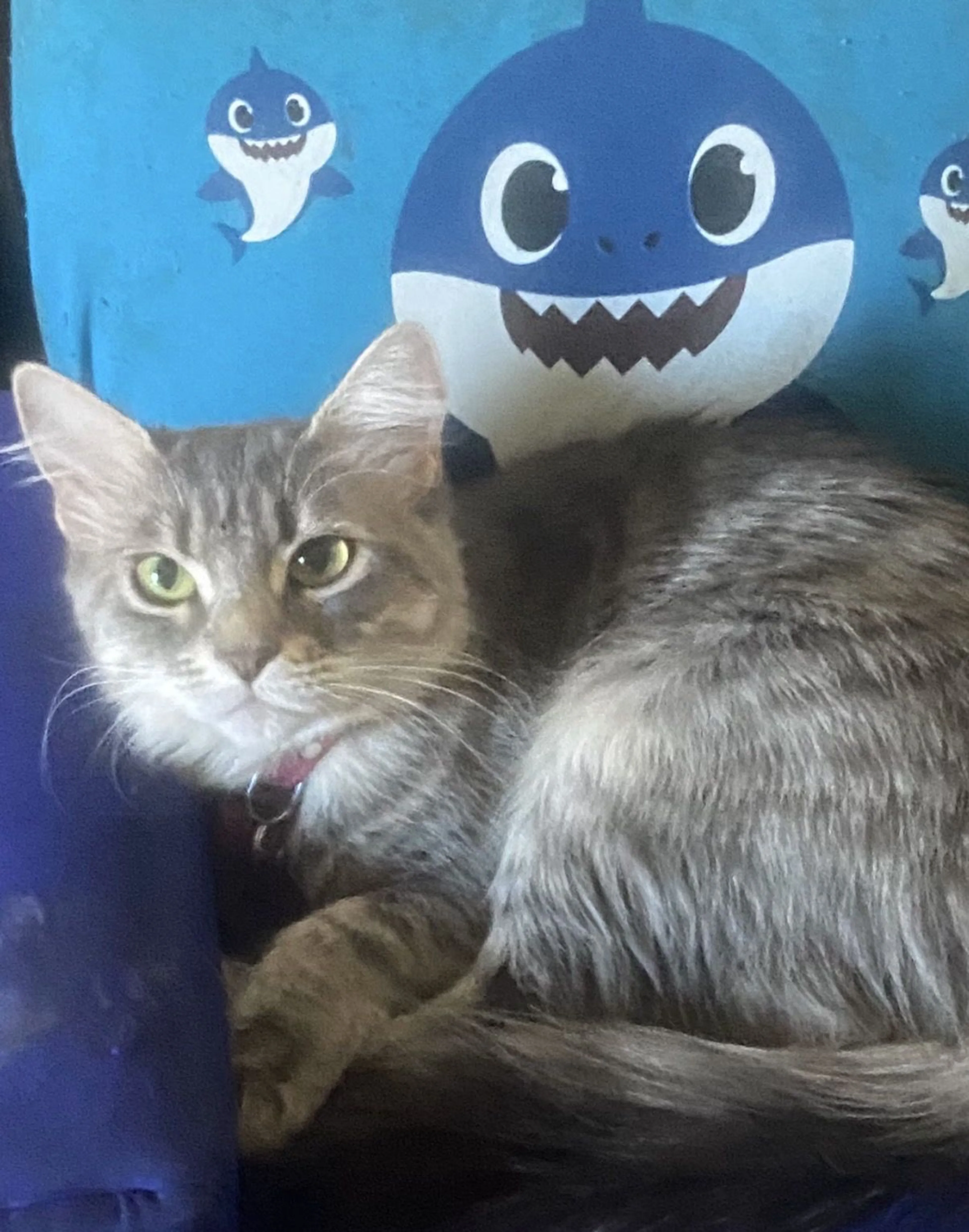 Lost pet-3