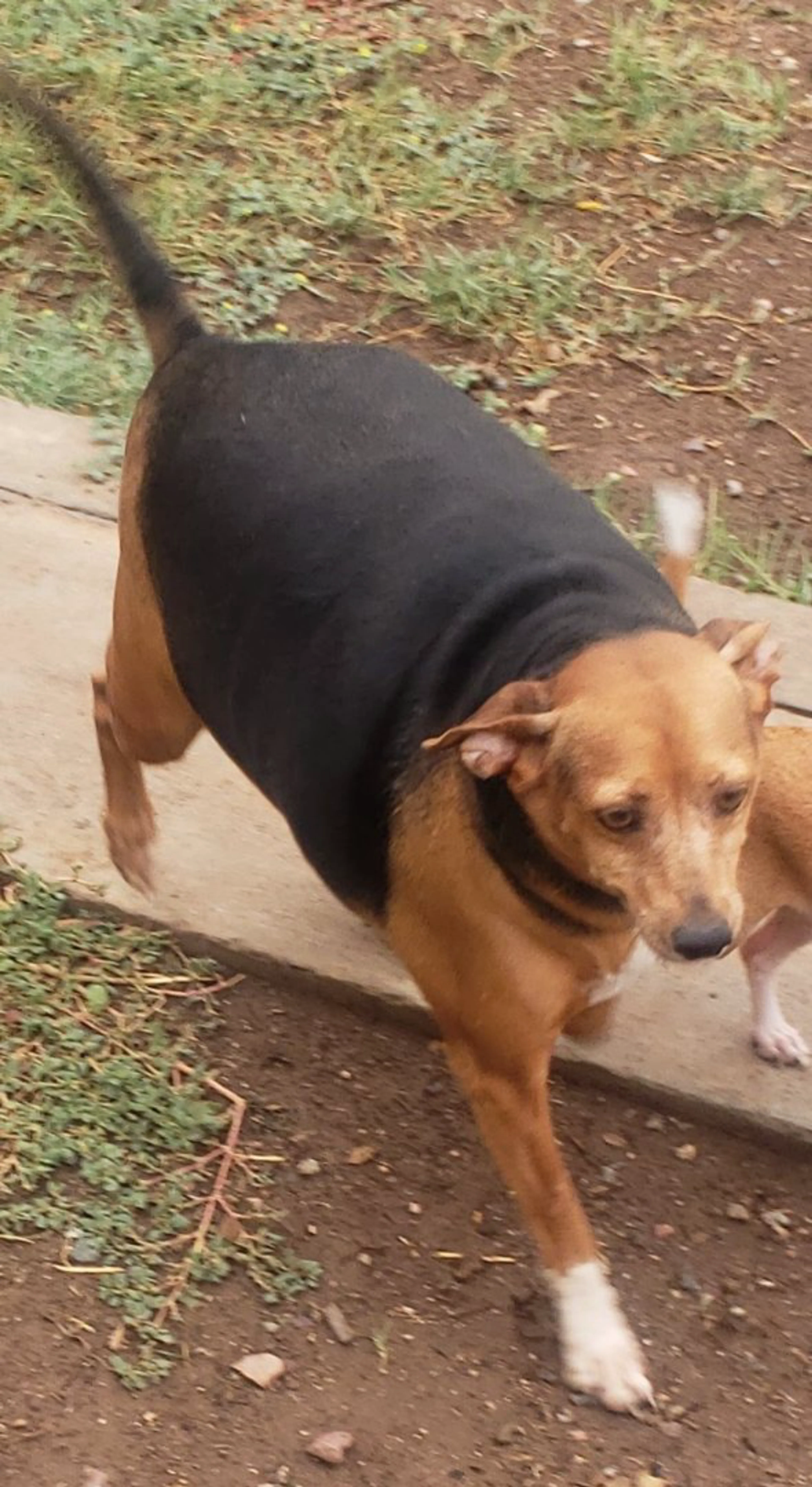 Lost pet