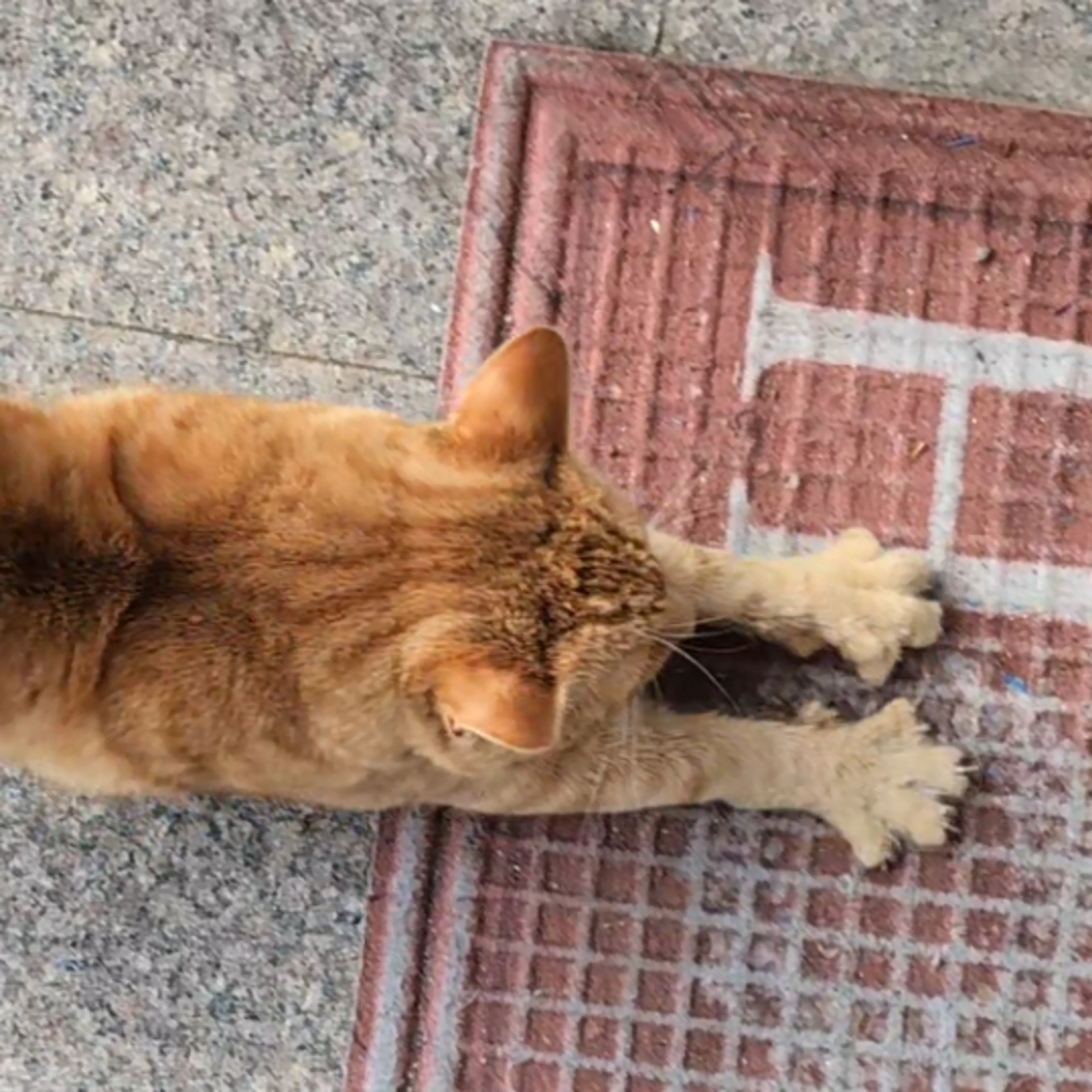 Found pet-3