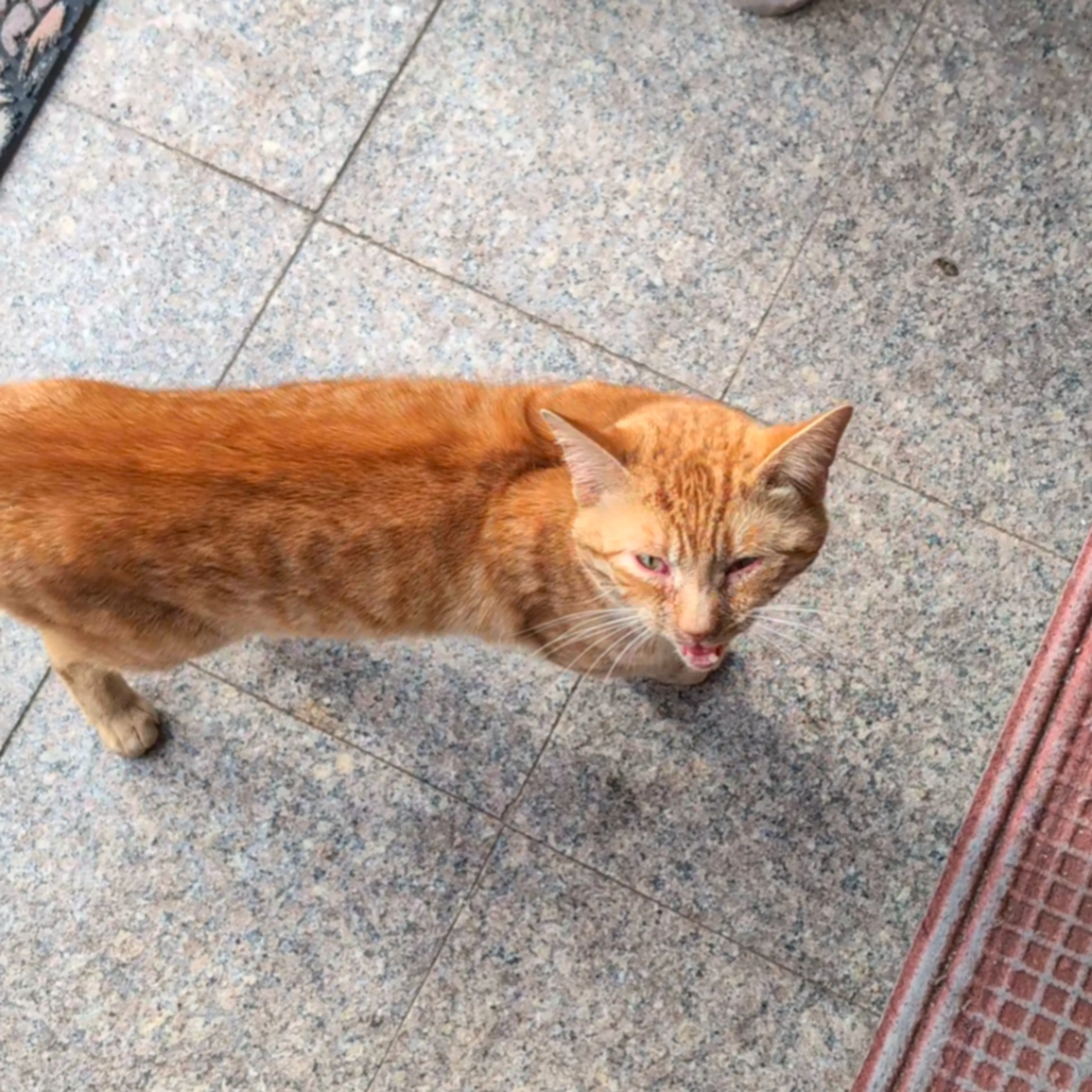 Found pet-2