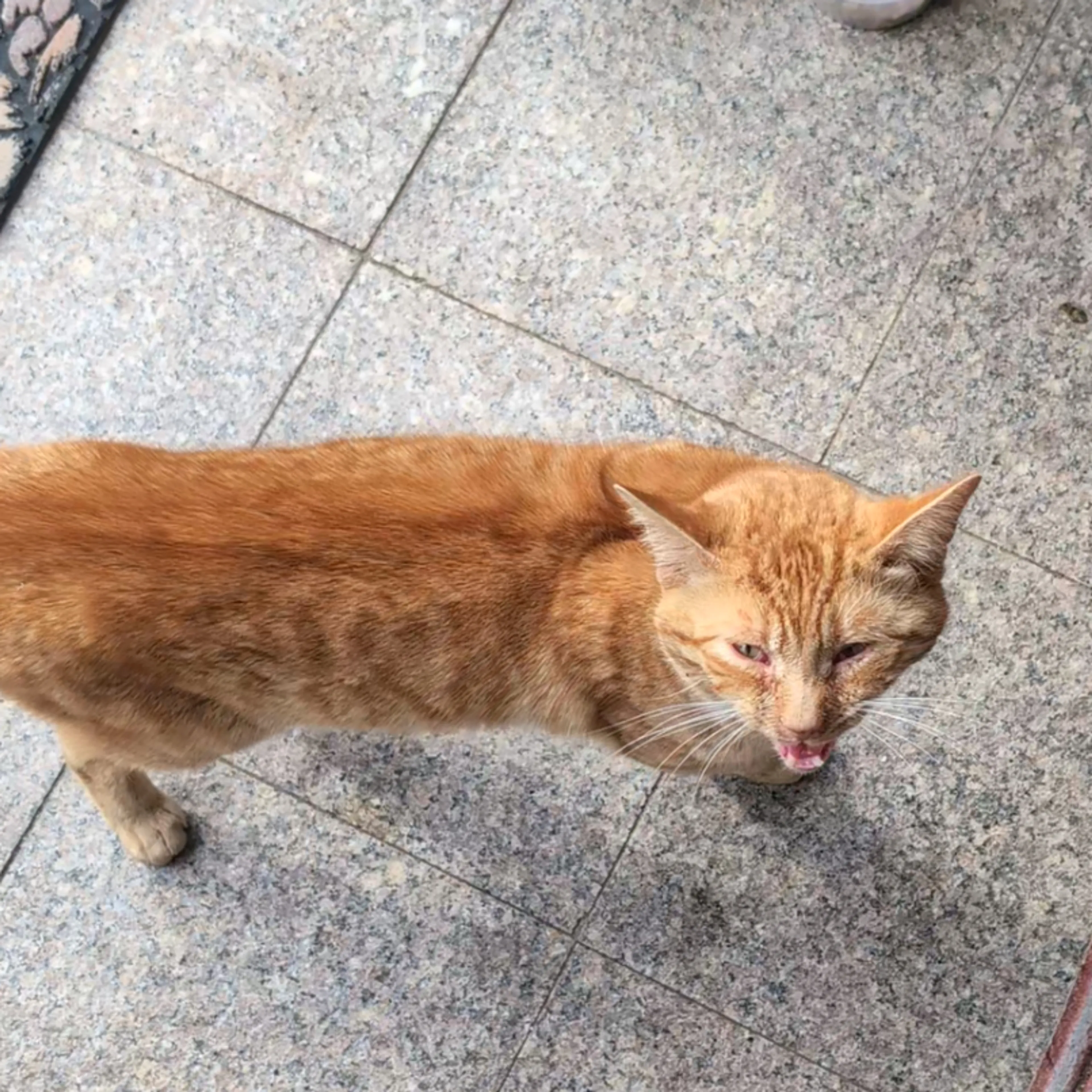 Found pet-1