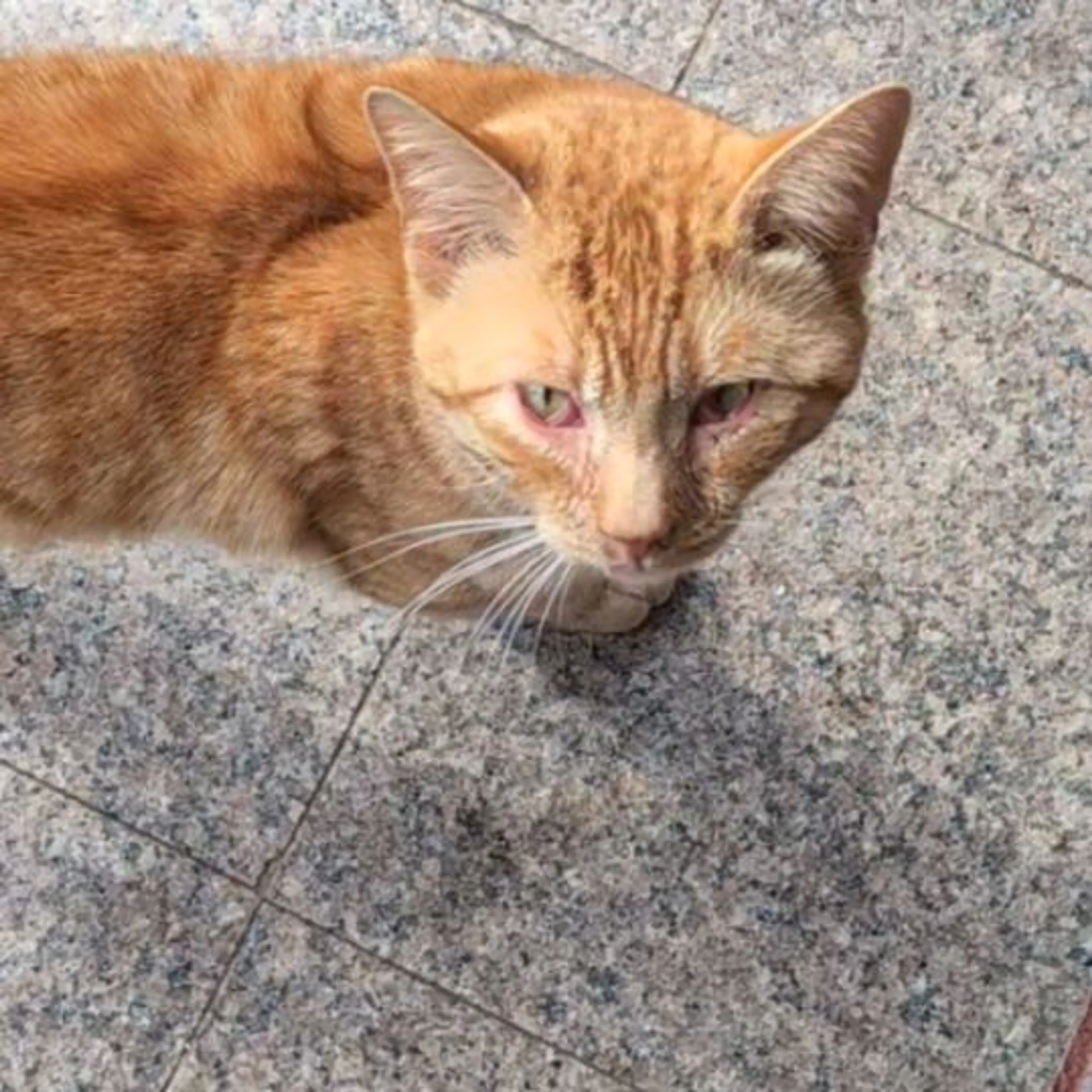 Found pet-0
